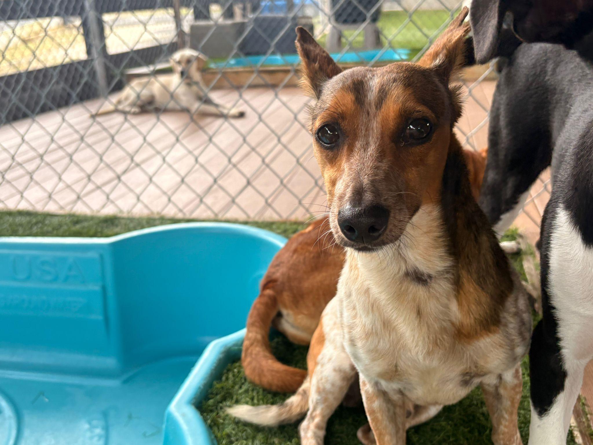 Enlarge Leopold, a ADOPTABLE Mixed Breed in Morristown, NJ image 4/4