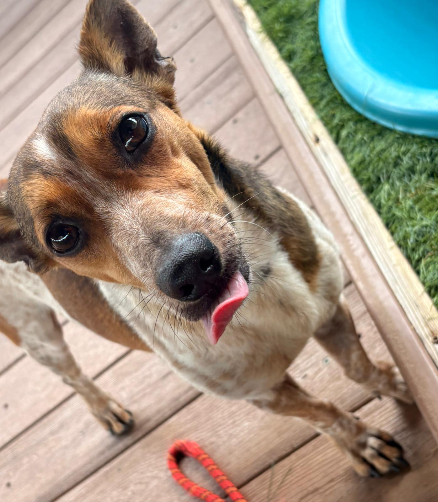 Enlarge Leopold, a ADOPTABLE Mixed Breed in Morristown, NJ image 2/4