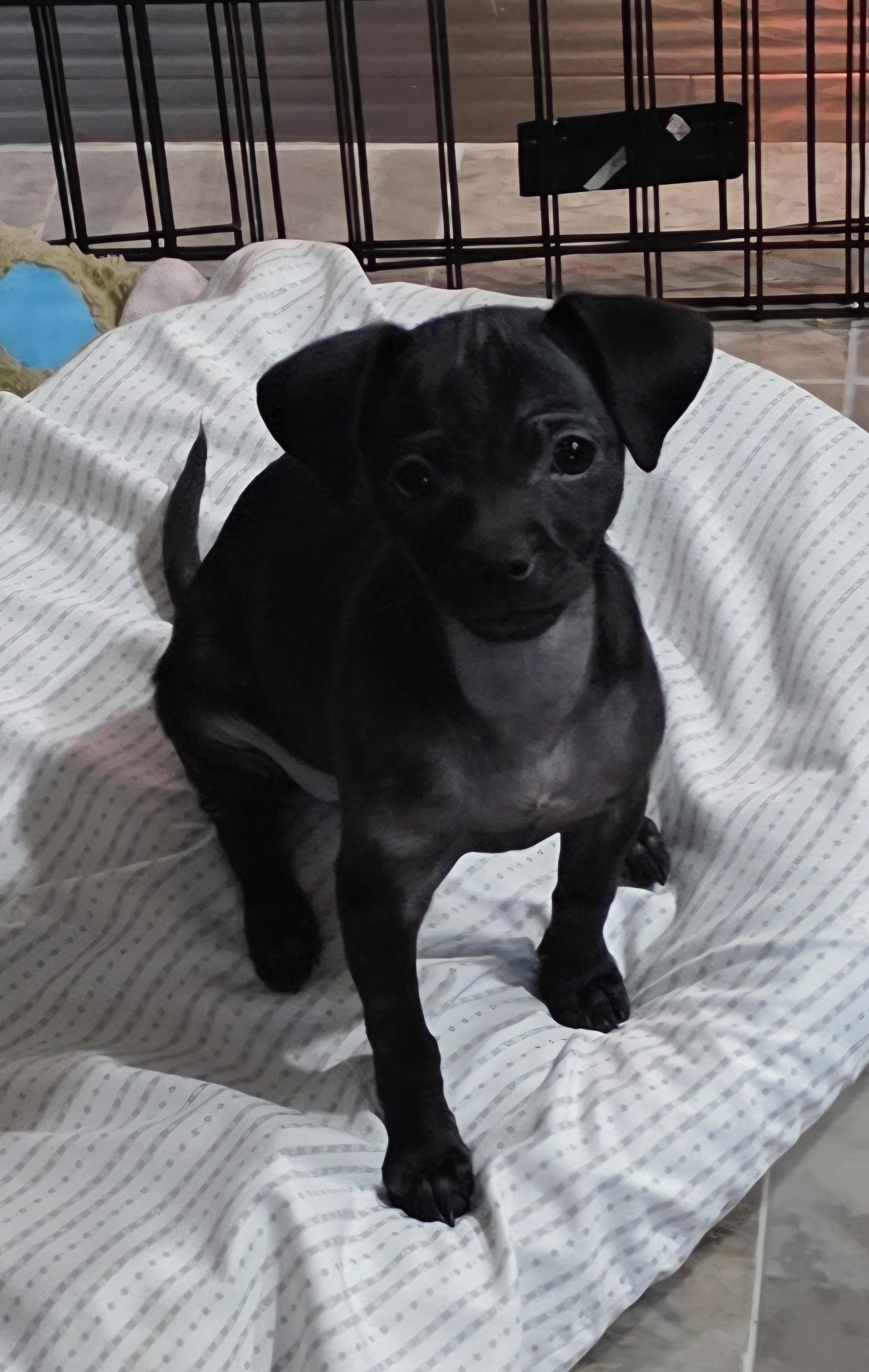 Enlarge Enchilada, an adopted mixed breed in Oakdale, CA image 1/4