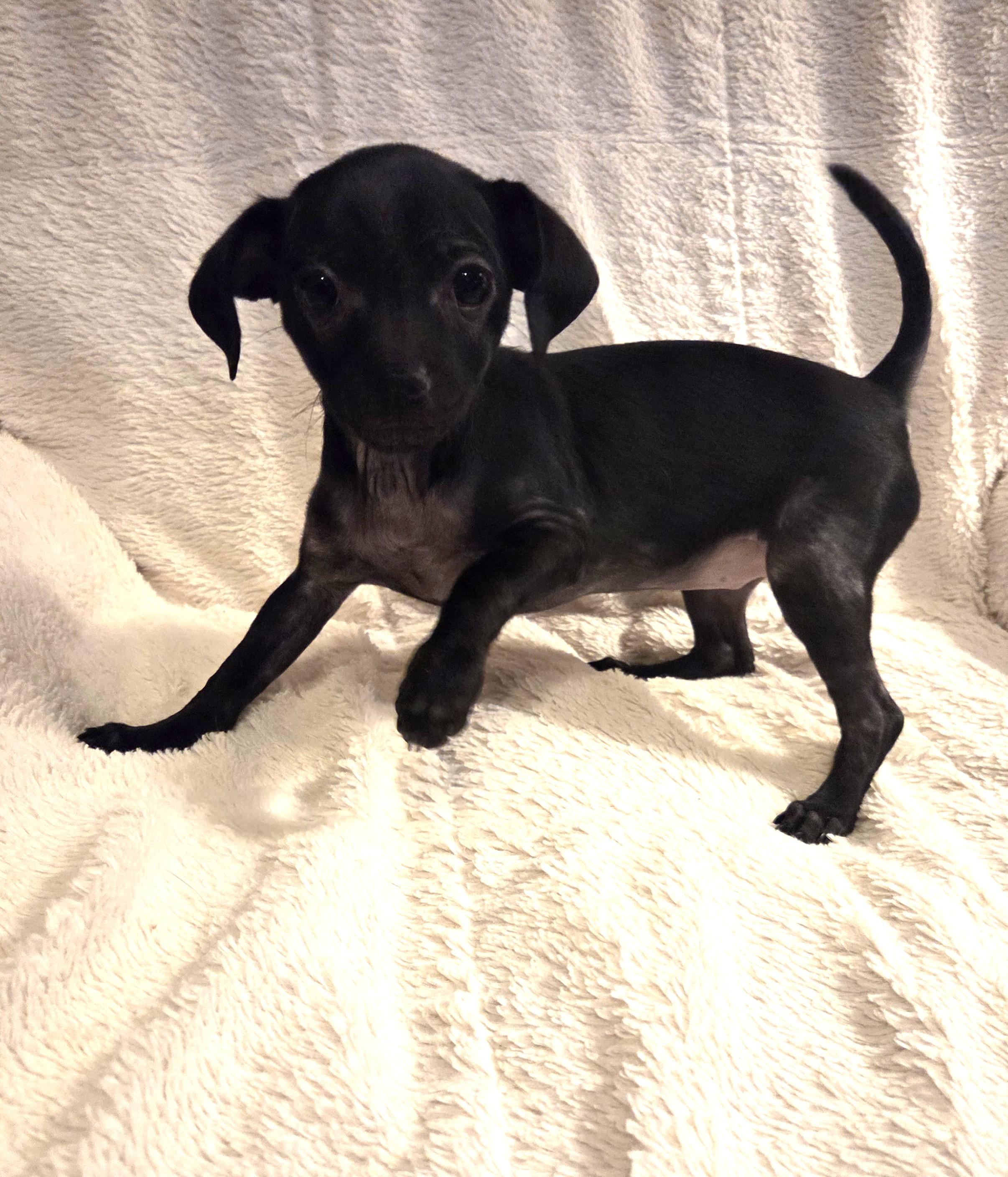 Enlarge Enchilada, an adopted mixed breed in Oakdale, CA image 2/4