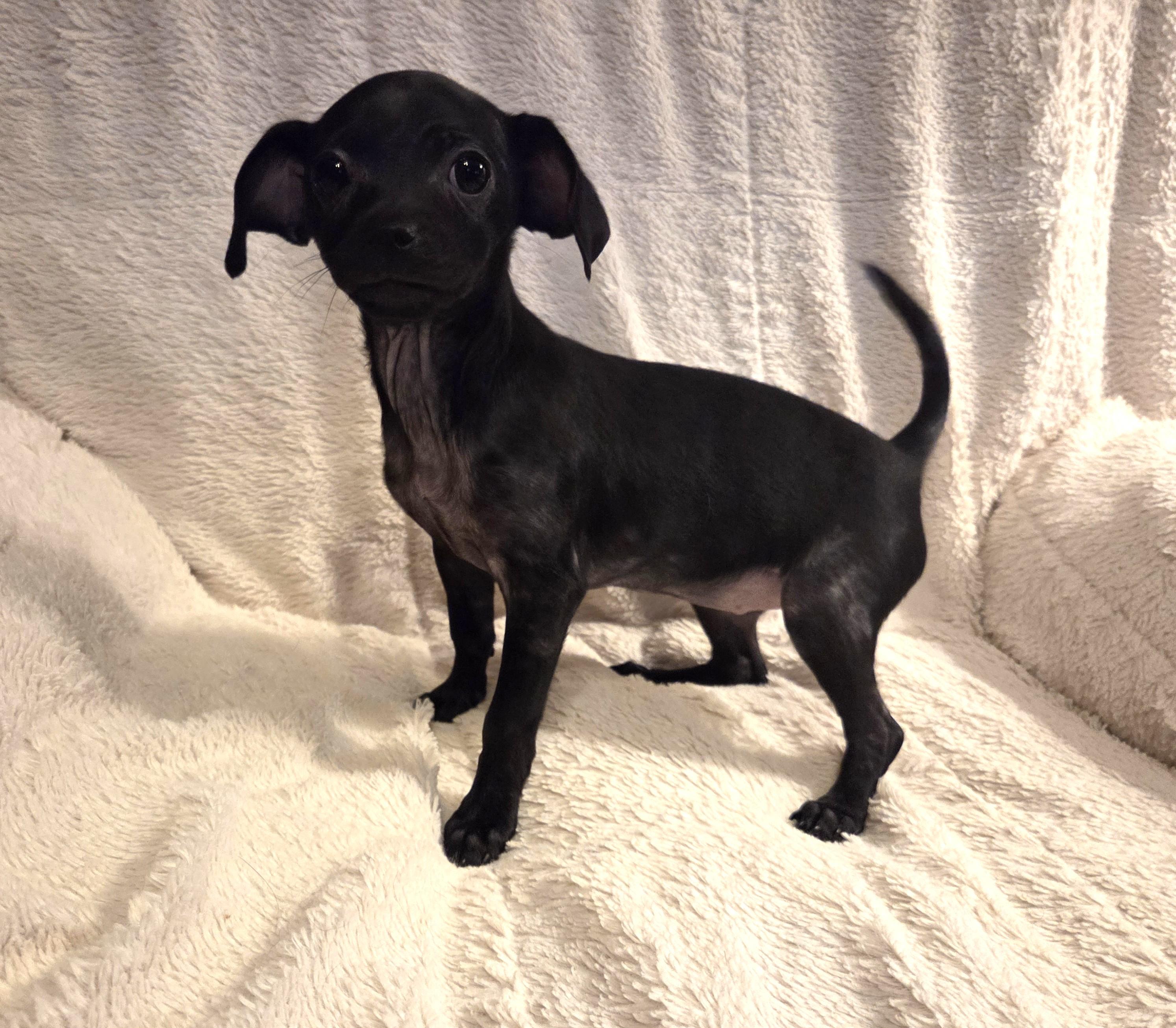 Enlarge Enchilada, an adopted mixed breed in Oakdale, CA image 3/4