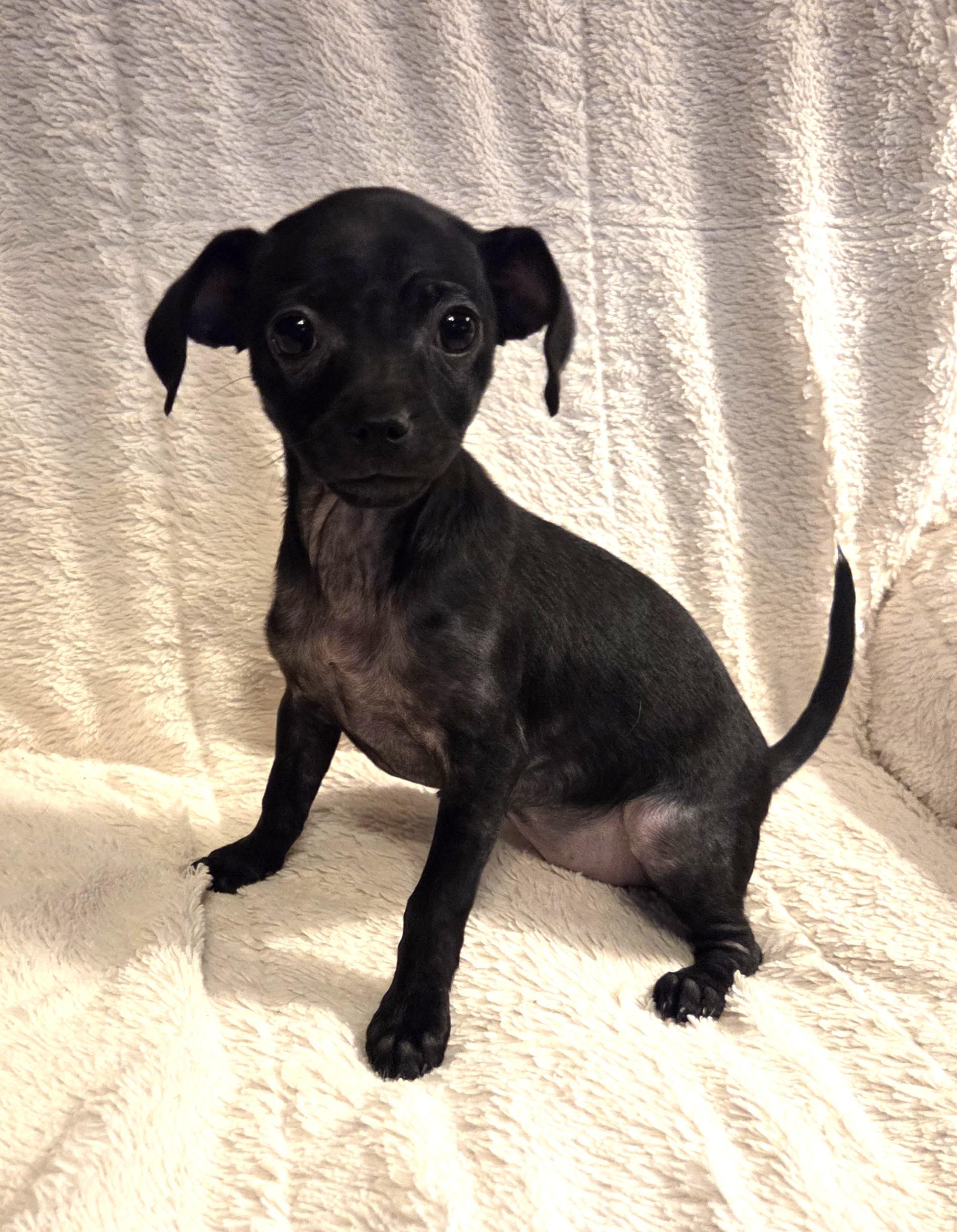 Enlarge Enchilada, an adopted mixed breed in Oakdale, CA image 4/4