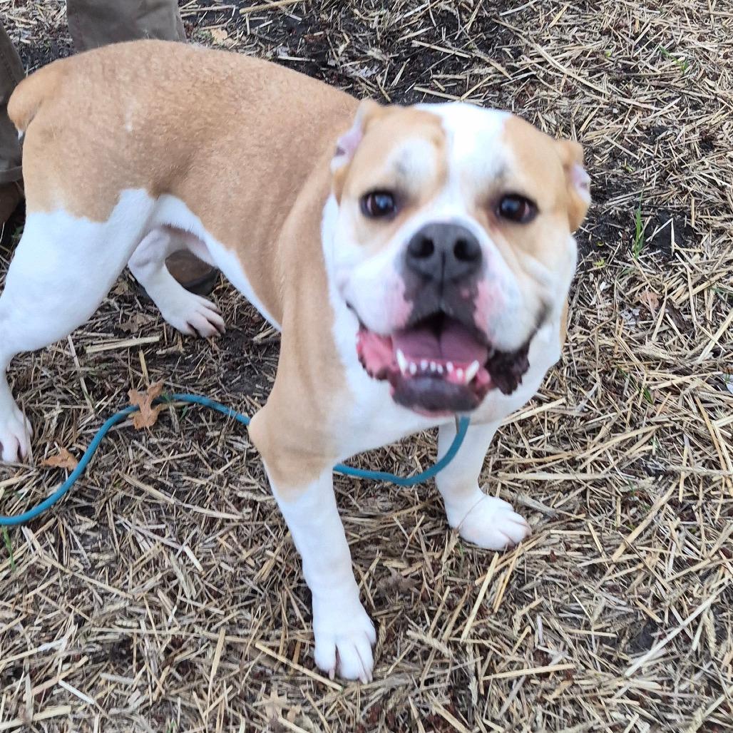 Kongo, Adoptable, Adult Male English Bulldog.