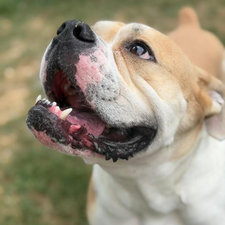 Enlarge Kongo, a Adoptable English Bulldog in Blaine, MN image 1/6