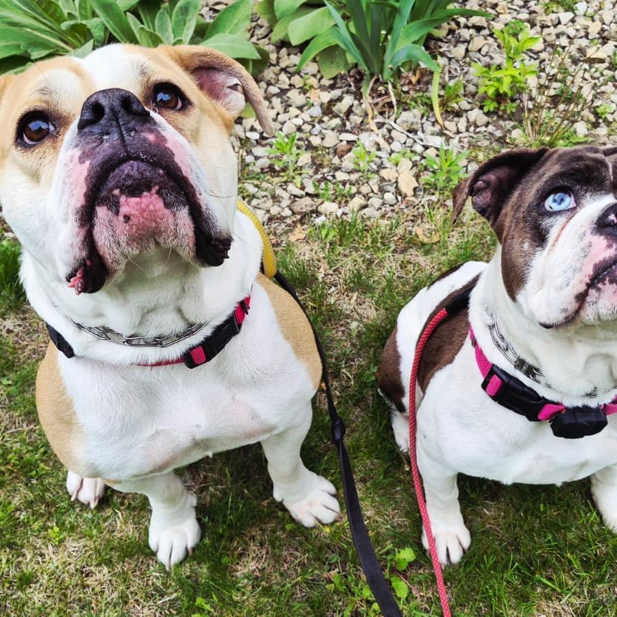 Enlarge Kongo, a Adoptable English Bulldog in Blaine, MN image 2/2