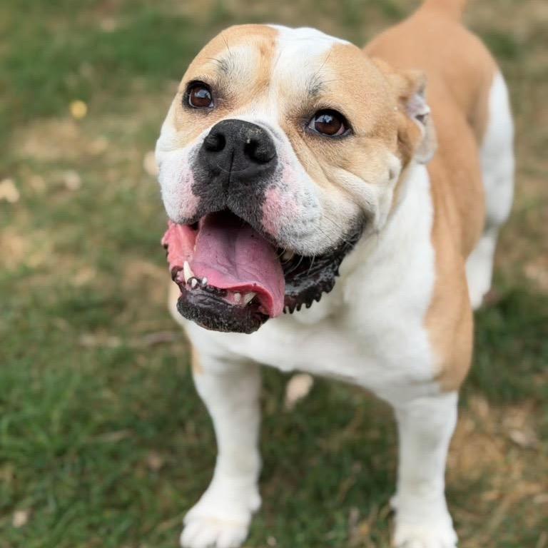 Enlarge Kongo, a Adoptable English Bulldog in Blaine, MN image 3/6