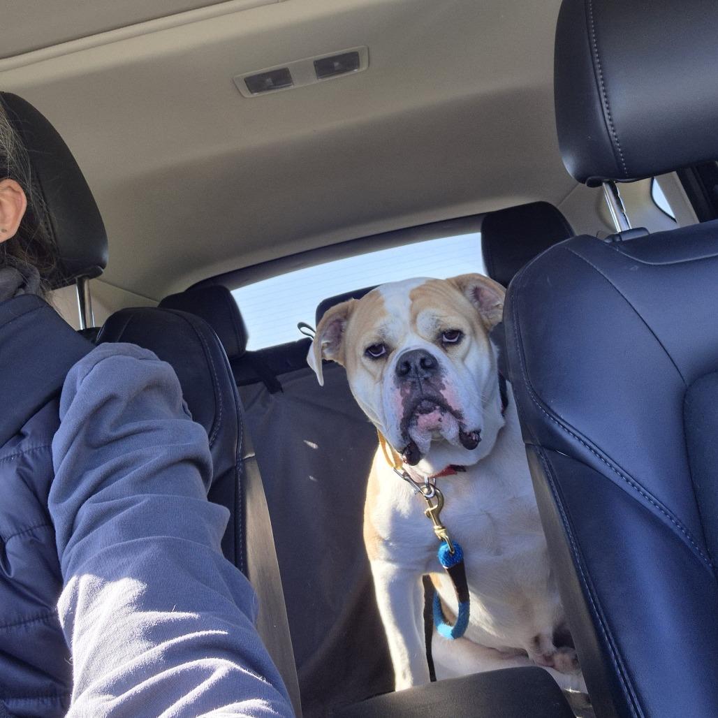 Enlarge Kongo, a Adoptable English Bulldog in Blaine, MN image 4/6