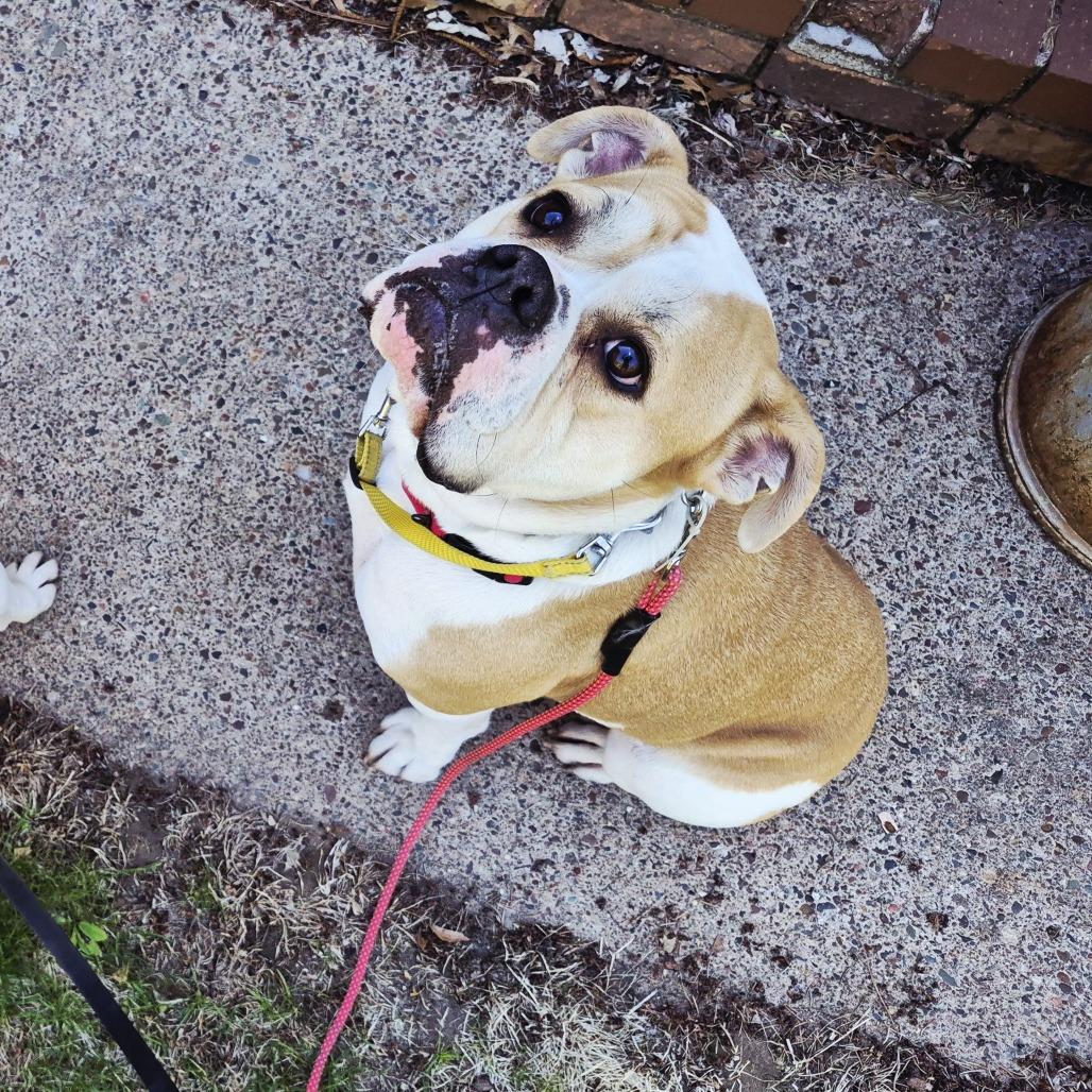 Enlarge Kongo, a Adoptable English Bulldog in Blaine, MN image 5/6