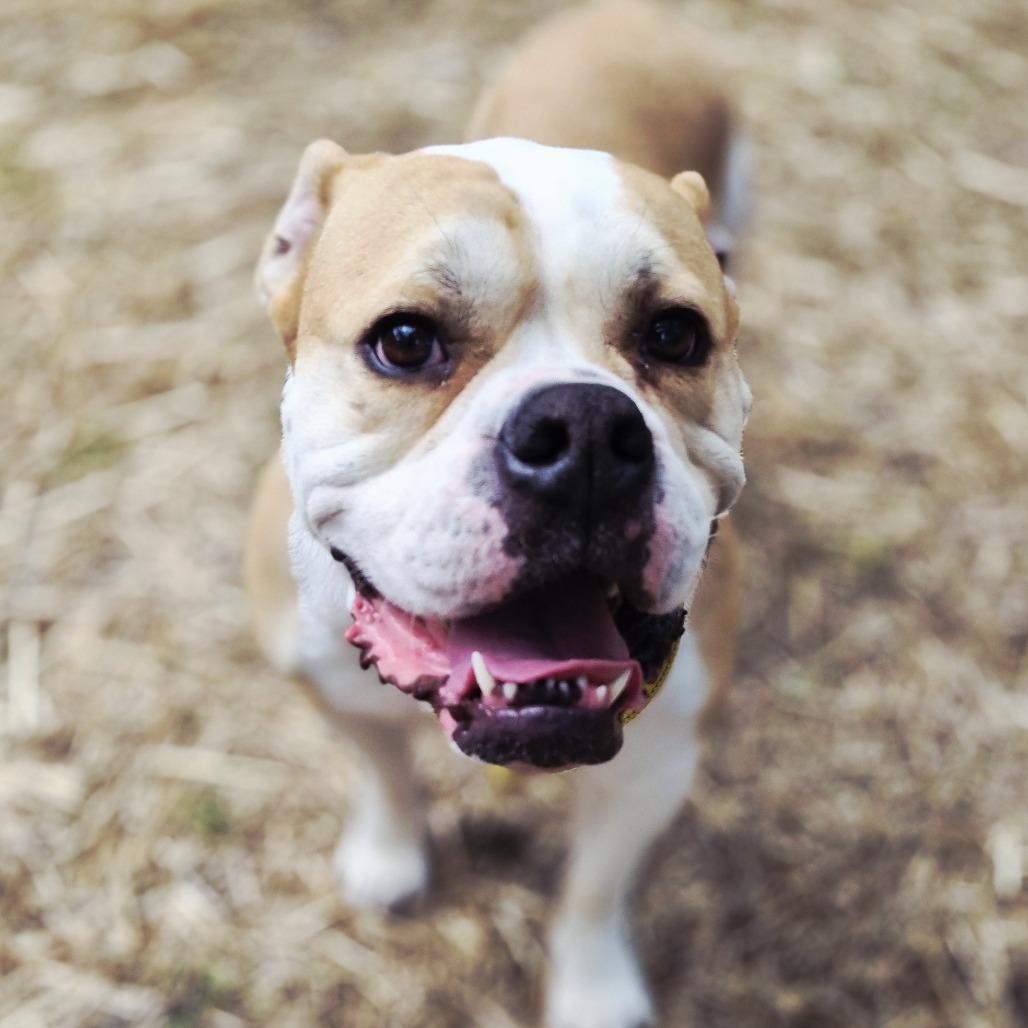 Enlarge Kongo, a Adoptable English Bulldog in Blaine, MN image 6/6