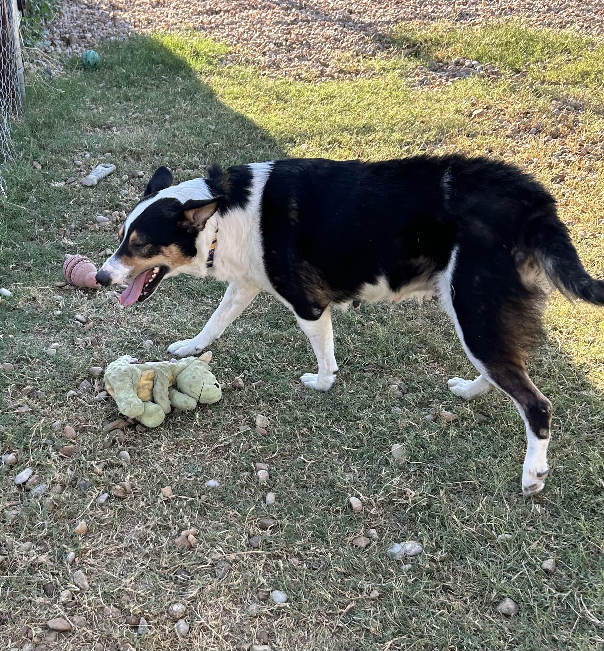 Lady Bug, a Adoptable mixed breed in Llano, TX image 3/6