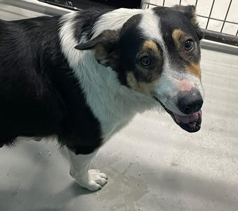 Lady Bug, a Adoptable mixed breed in Llano, TX image 6/6