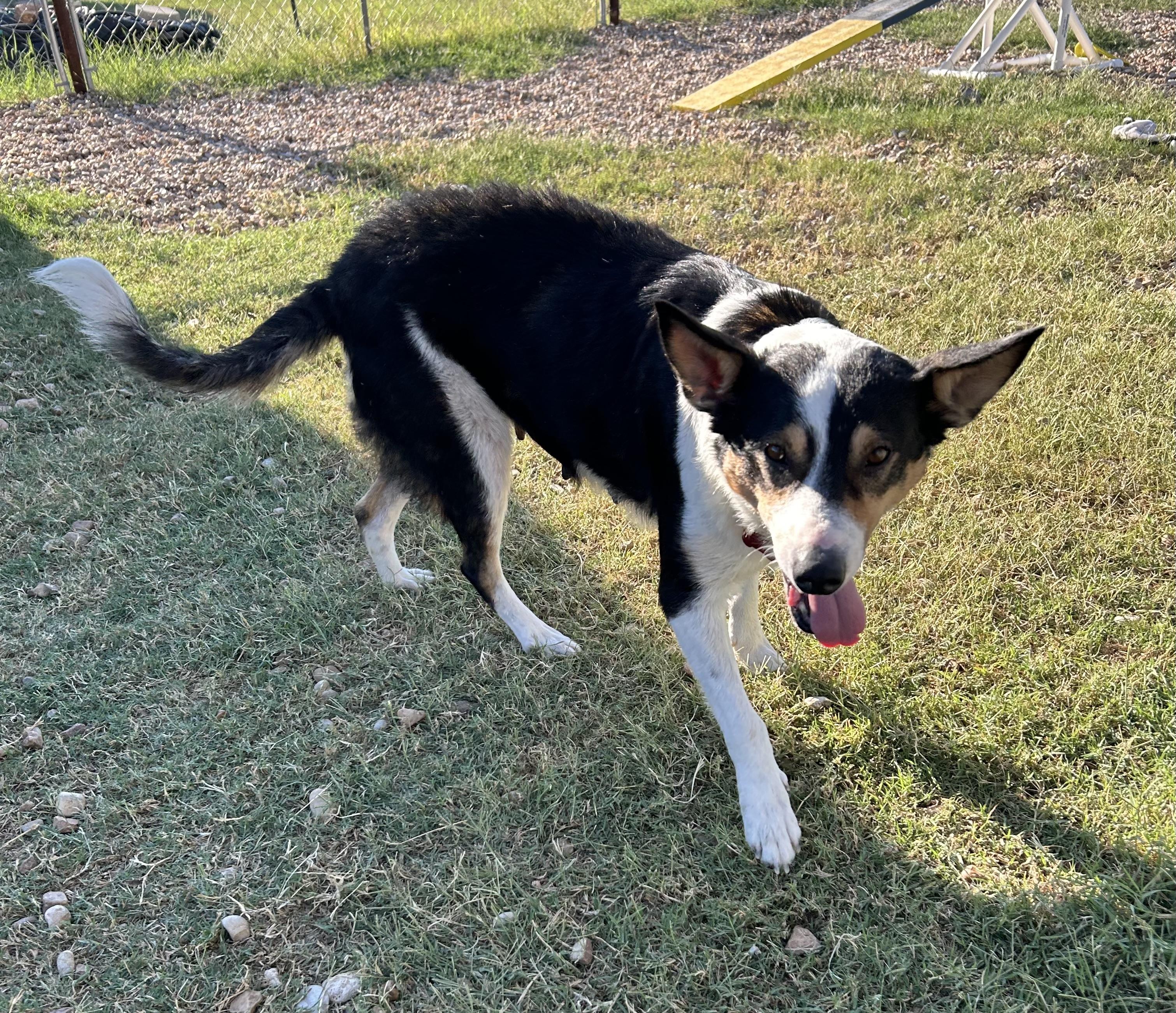 Lady Bug, Adoptable, Senior Female Collie.