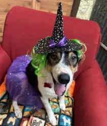 Lady Bug, Adoptable, Senior Female Collie.