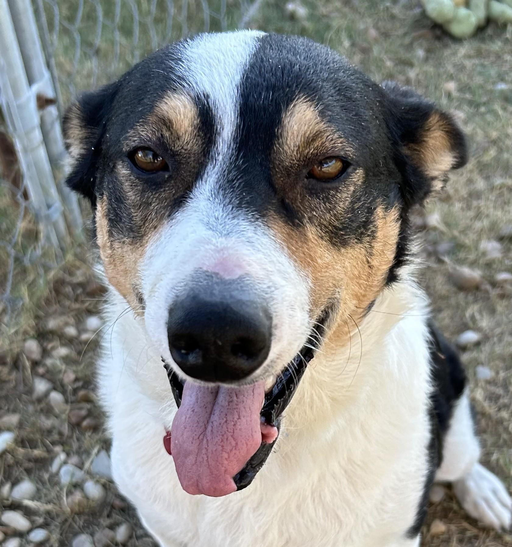 Lady Bug, a Adoptable mixed breed in Llano, TX image 4/6