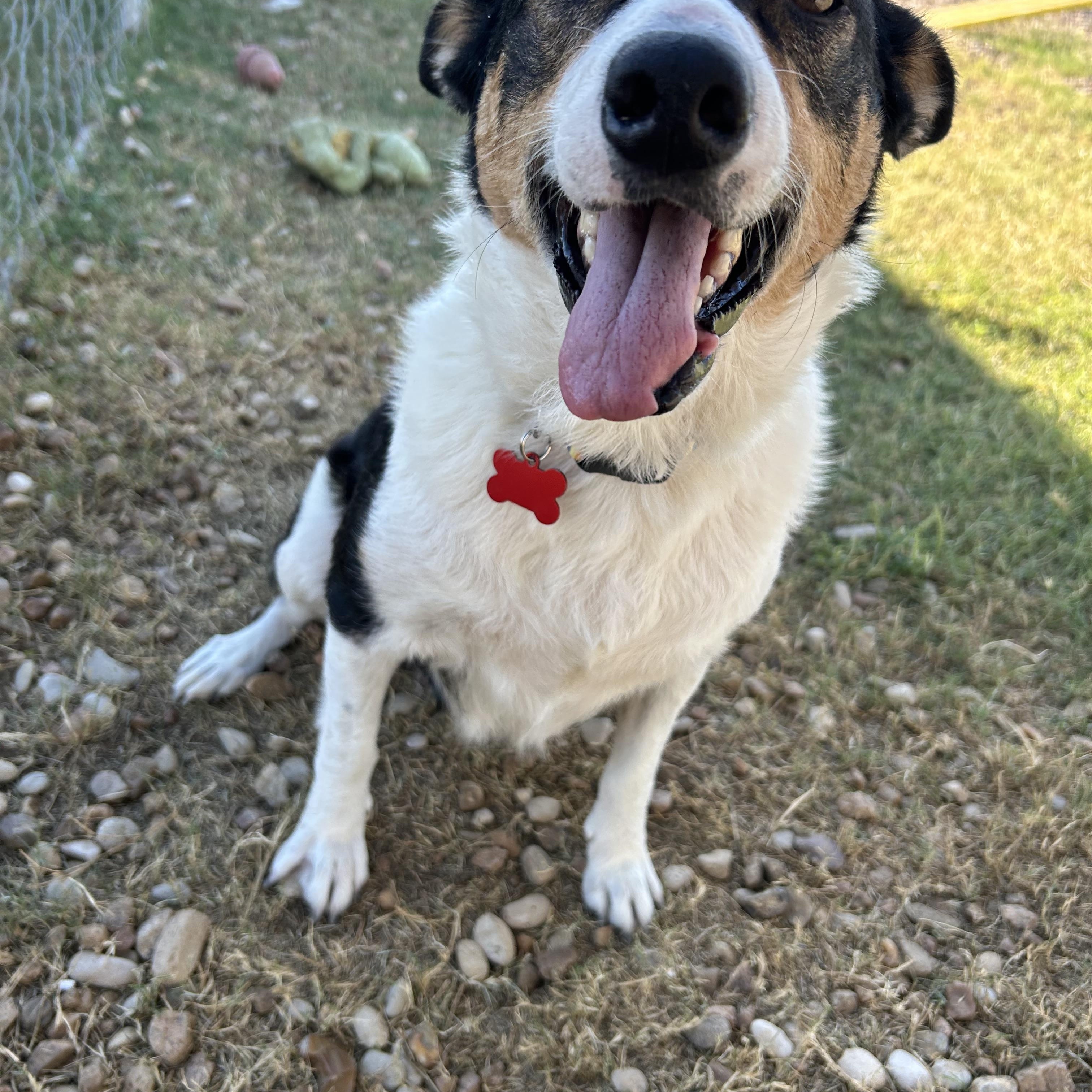 Lady Bug, a Adoptable mixed breed in Llano, TX image 5/6