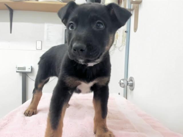 Enlarge KENDRICK, a Adoptable German Shepherd Dog in Hayward, CA image 1/1