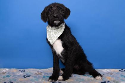 Enlarge Toadette, a Adoptable mixed breed in Greenville, SC image 1/1