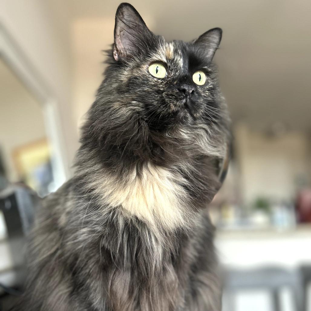 Evie in Falls Church, VA, a Adoptable Domestic Long Hair in Falls Church, VA image 1/6