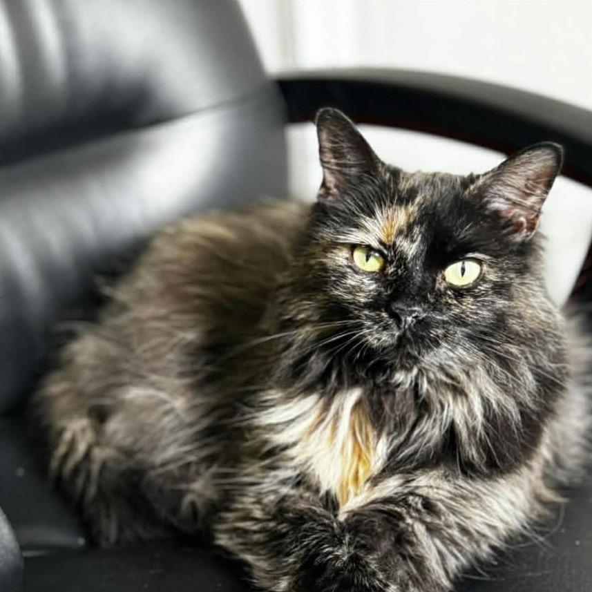 Evie in Falls Church, VA, a Adoptable Domestic Long Hair in Falls Church, VA image 4/6