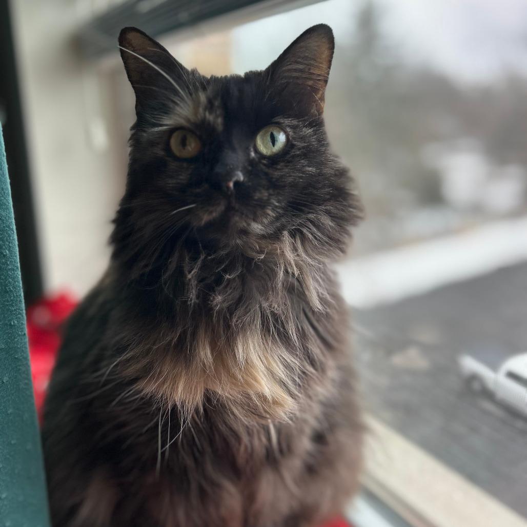 Evie in Falls Church, VA, a Adoptable Domestic Long Hair in Falls Church, VA image 5/6