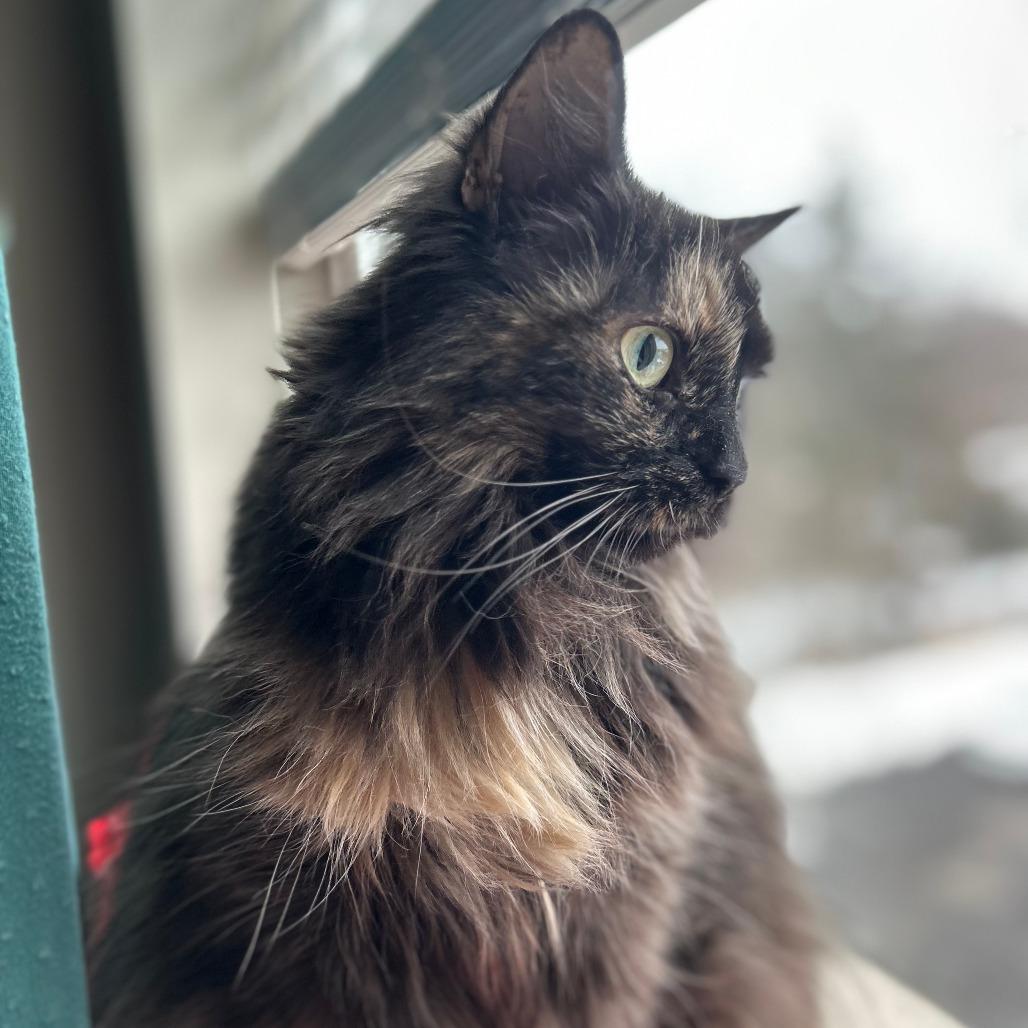 Evie in Falls Church, VA, a Adoptable Domestic Long Hair in Falls Church, VA image 2/6
