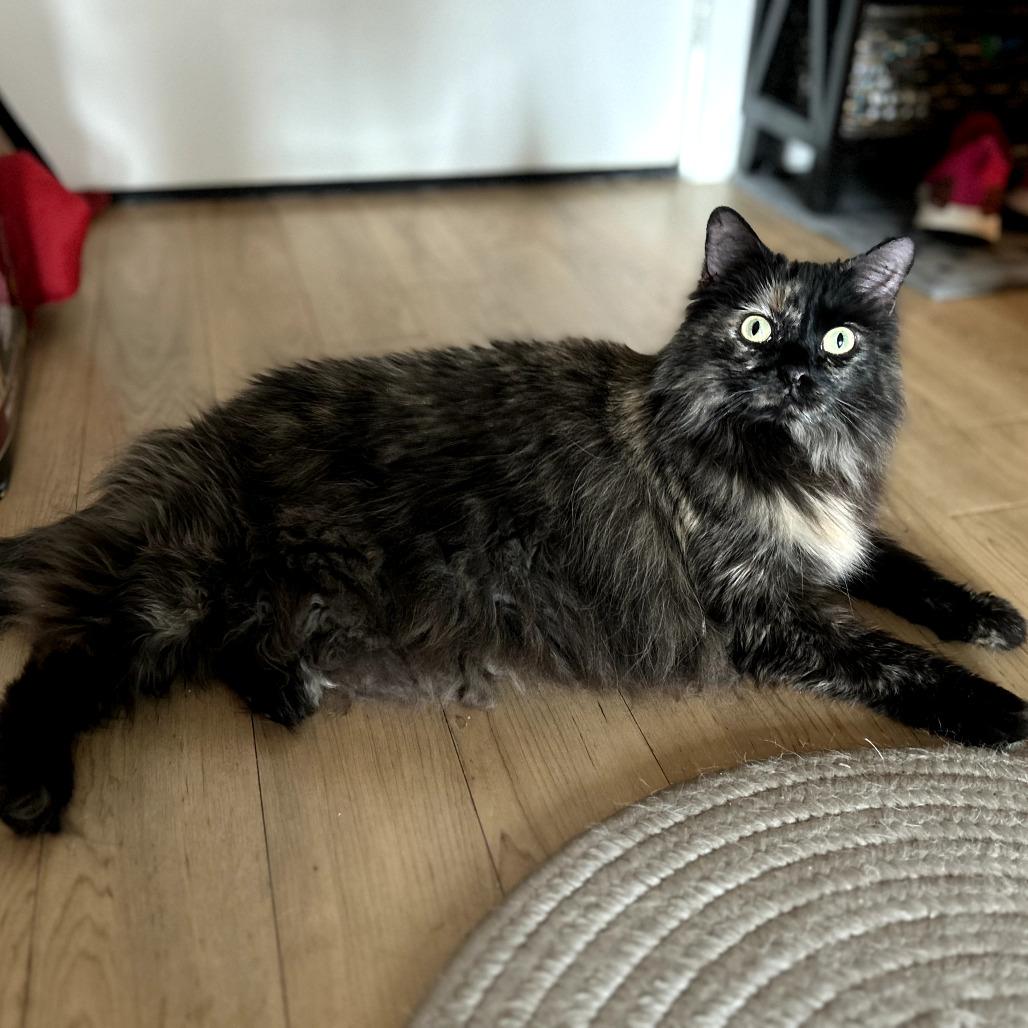 Evie in Falls Church, VA, a Adoptable Domestic Long Hair in Falls Church, VA image 3/6