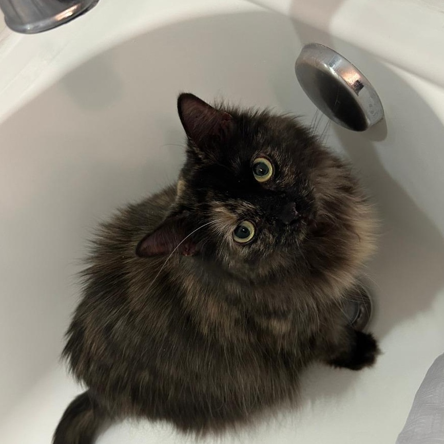 Evie in Falls Church, VA, a Adoptable Domestic Long Hair in Falls Church, VA image 6/6