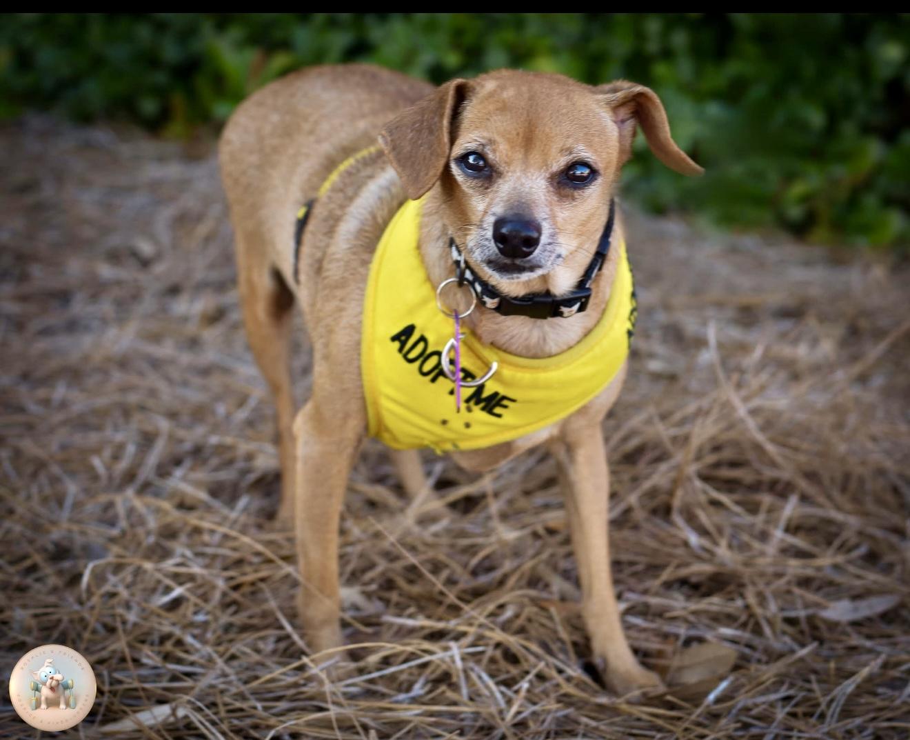 Camila, Adoptable, Senior Female Chihuahua.