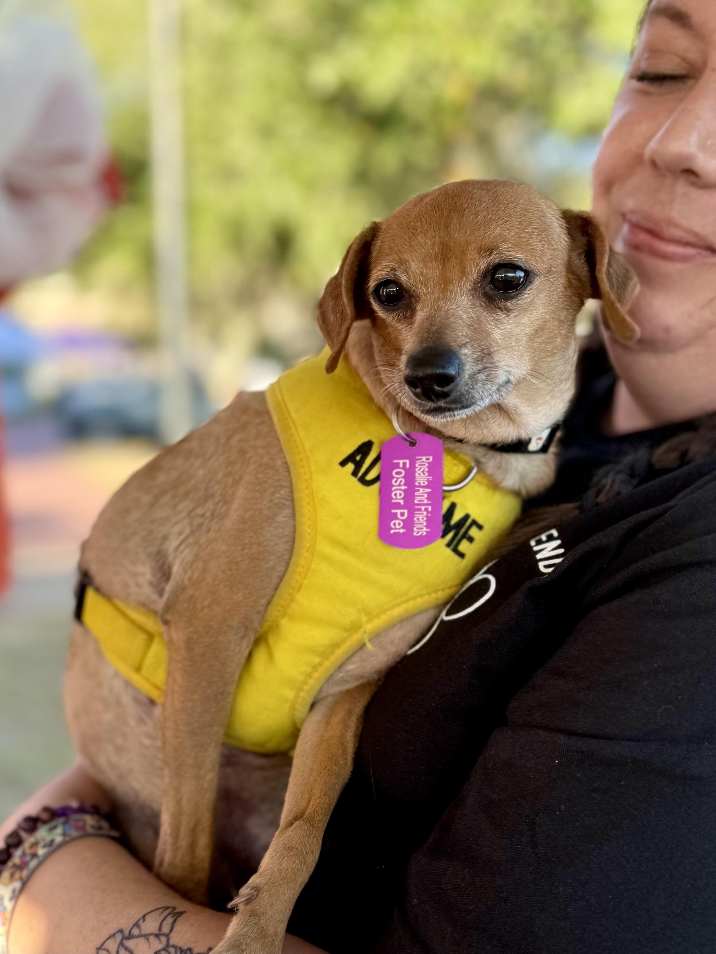 Enlarge Camila, a Adoptable mixed breed in Milton, FL image 2/5