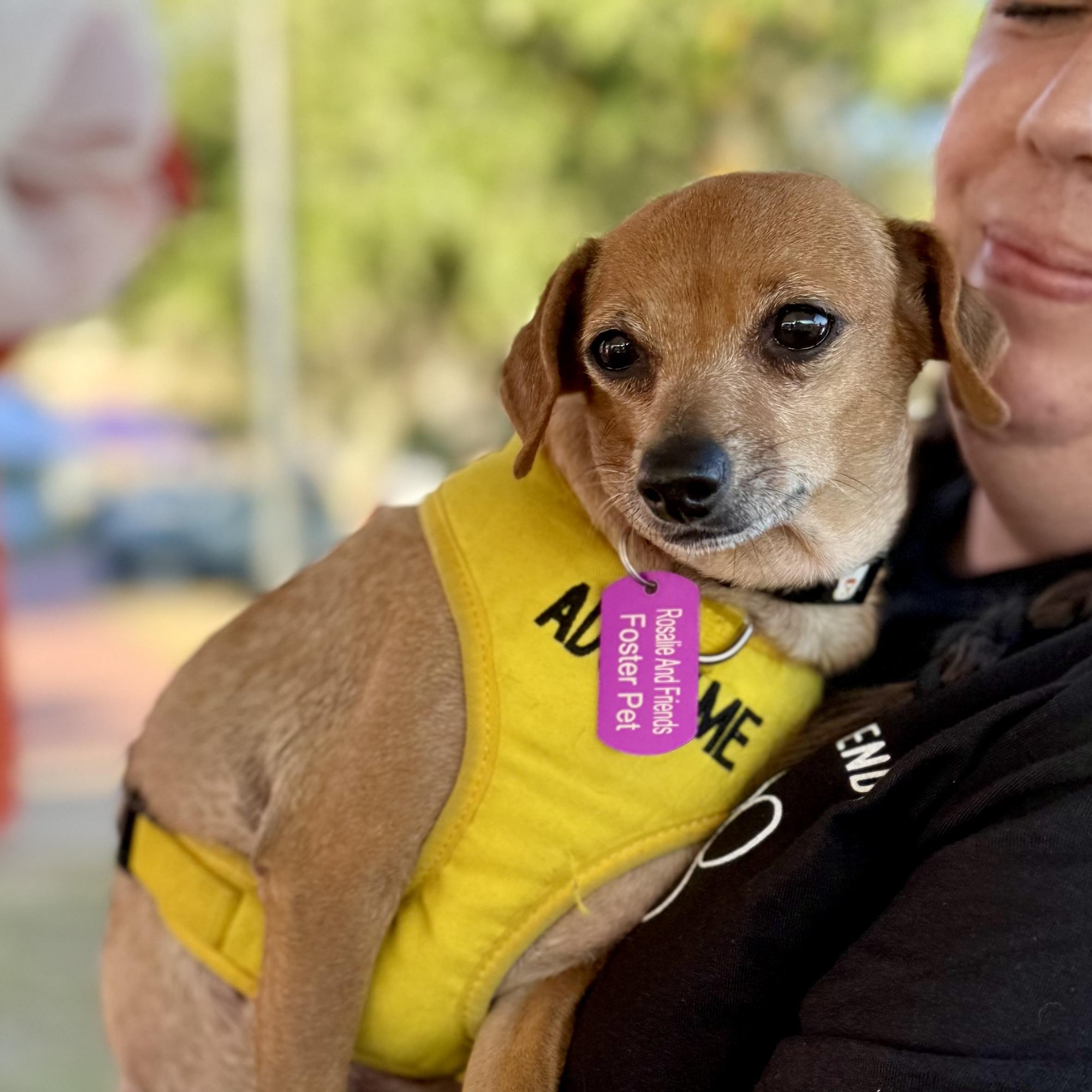 Enlarge Camila, a Adoptable mixed breed in Milton, FL image 3/5