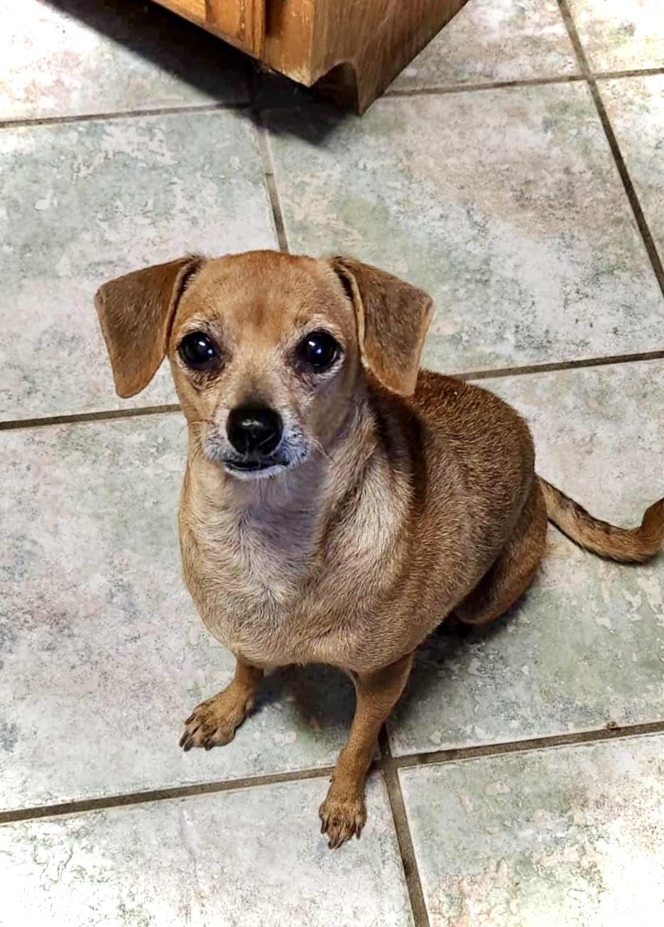 Enlarge Camila, a Adoptable mixed breed in Milton, FL image 3/5