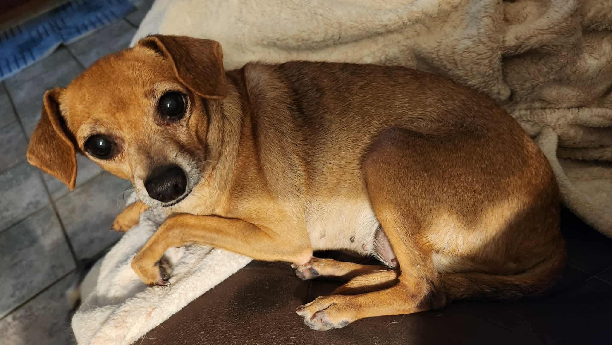 Enlarge Camila, a Adoptable mixed breed in Milton, FL image 4/5