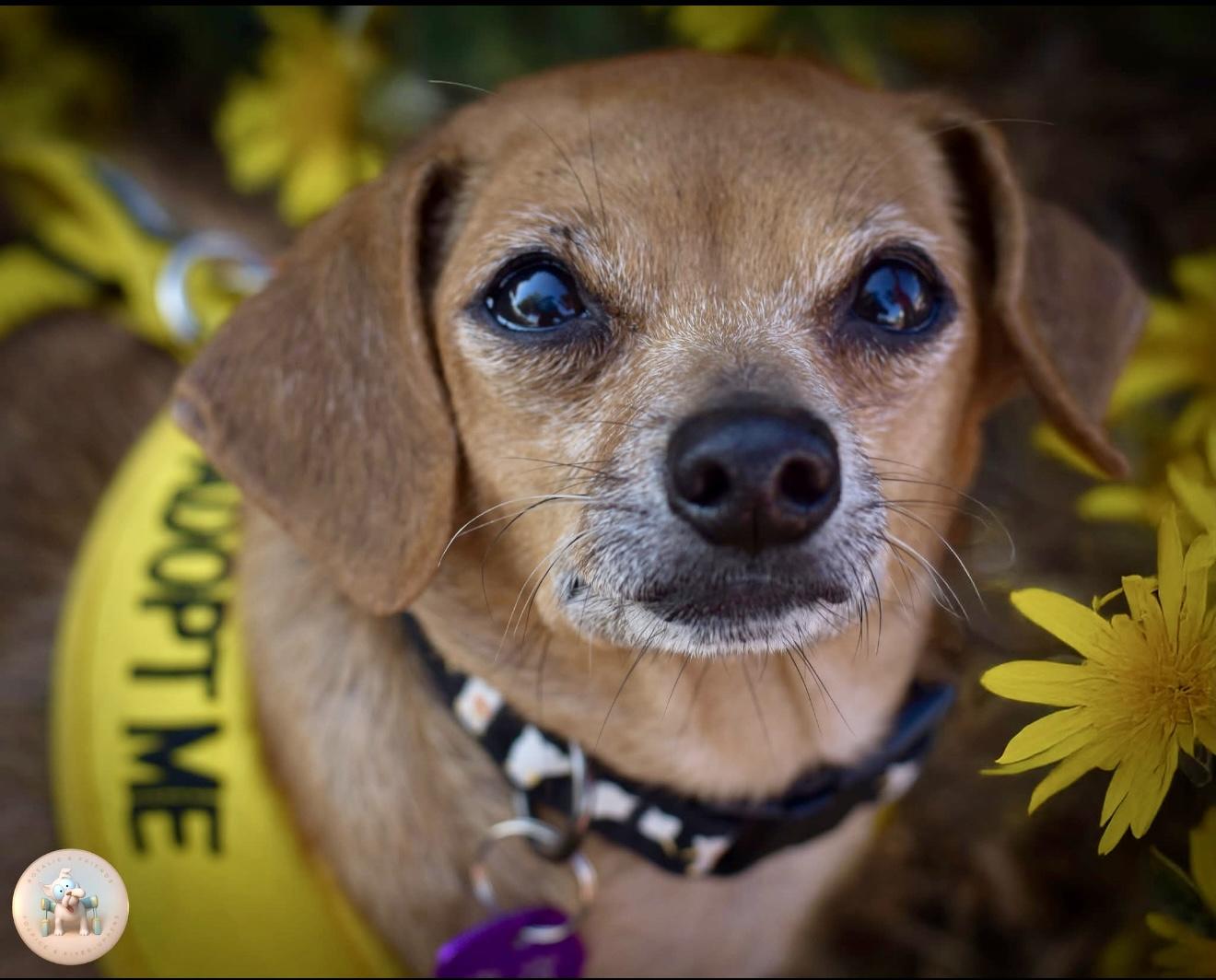 Enlarge Camila, a Adoptable mixed breed in Milton, FL image 5/5