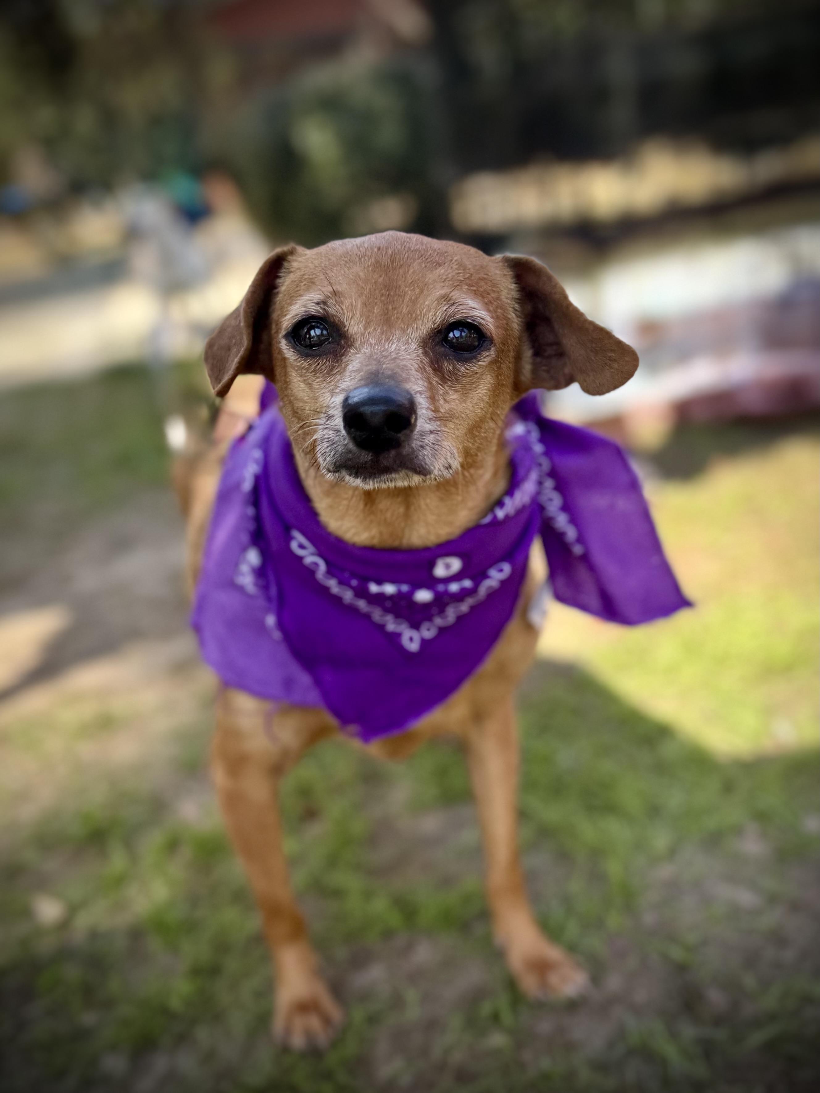 Camila, Adoptable, Senior Female Chihuahua.