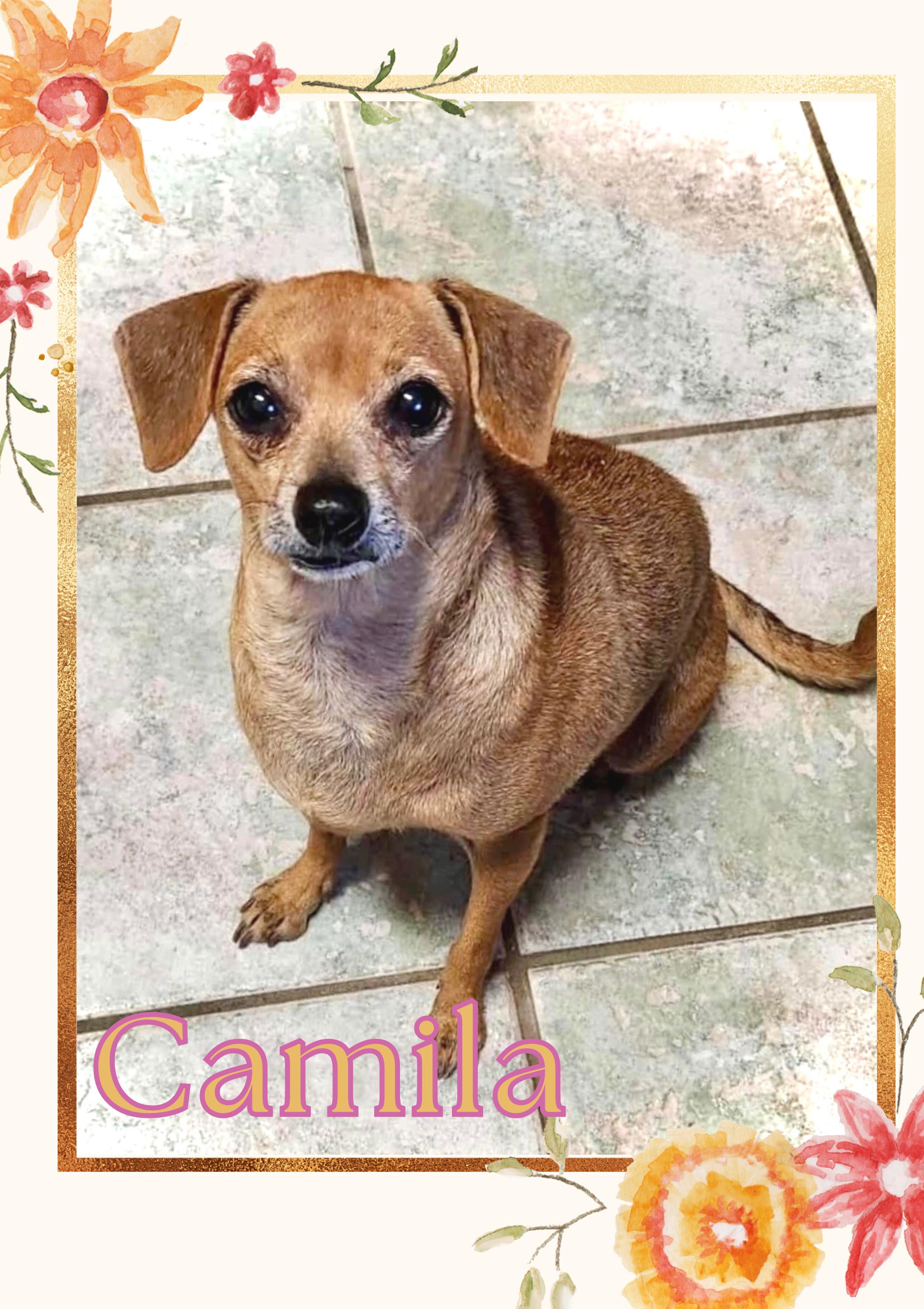 Camila, Adoptable, Senior Female Chihuahua.