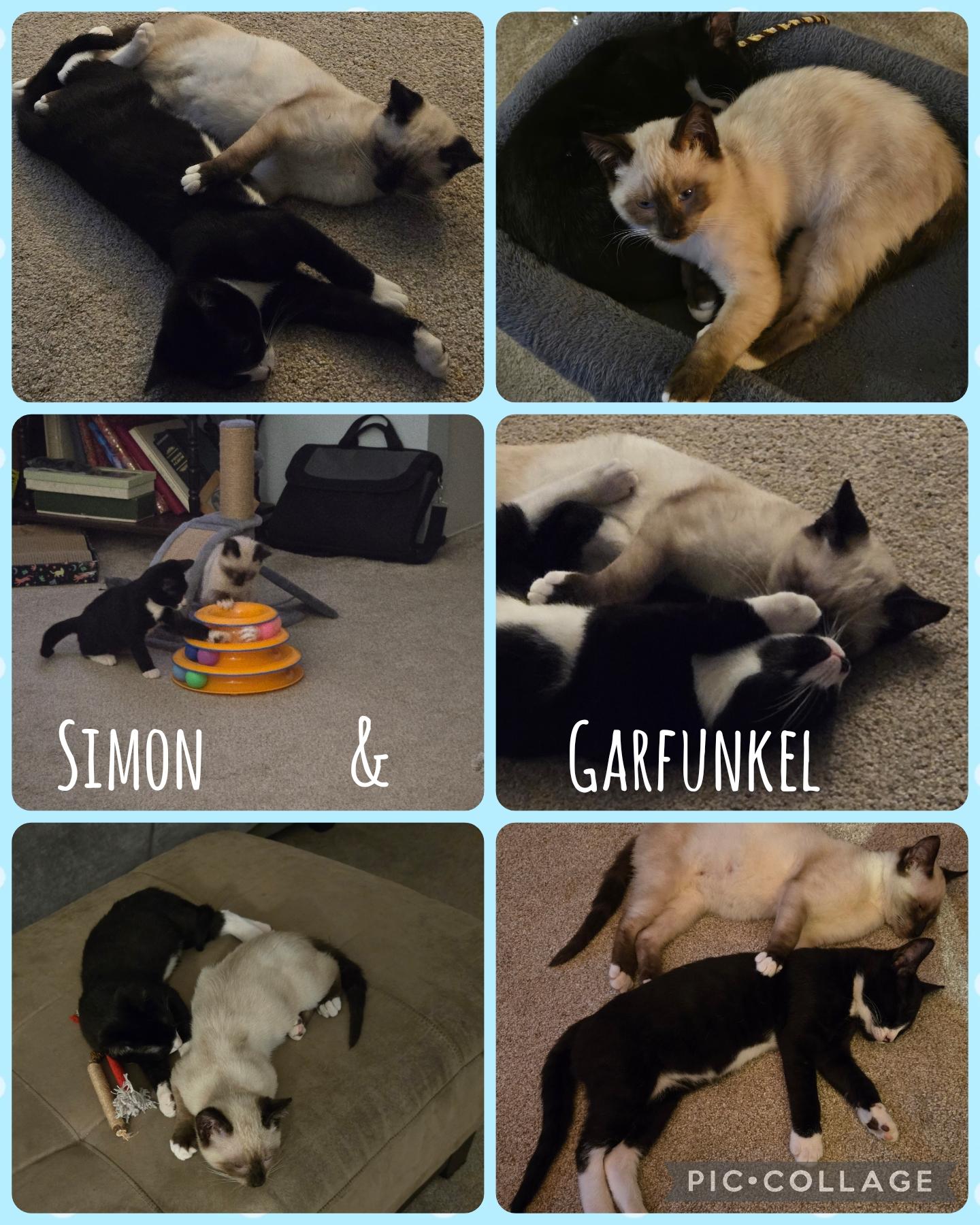 Simon and Garfunkel, Adoptable, Kitten Male Domestic Short Hair.