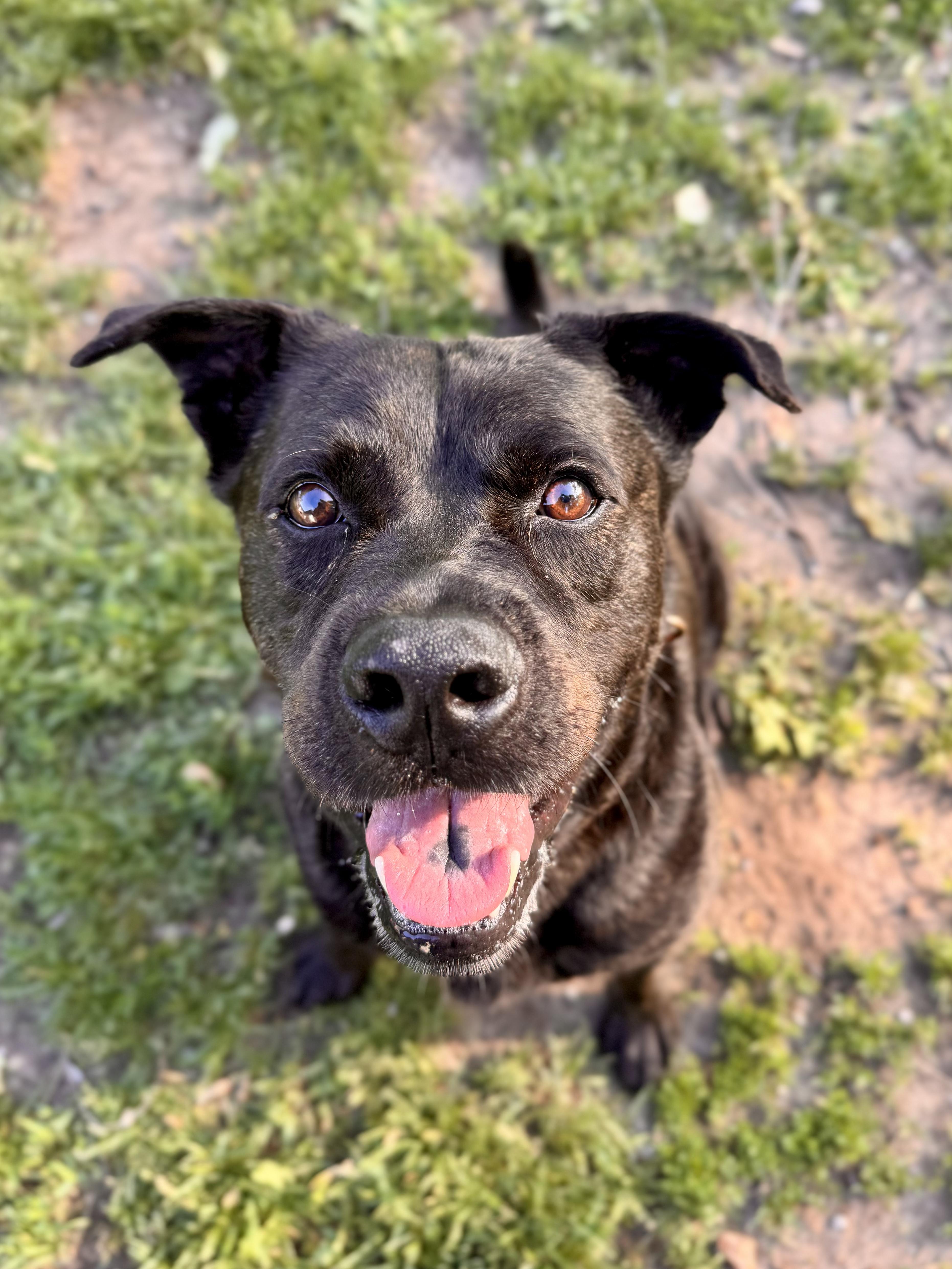 Enlarge Sampson, a ADOPTABLE Mixed Breed in Midland, MI image 5/6