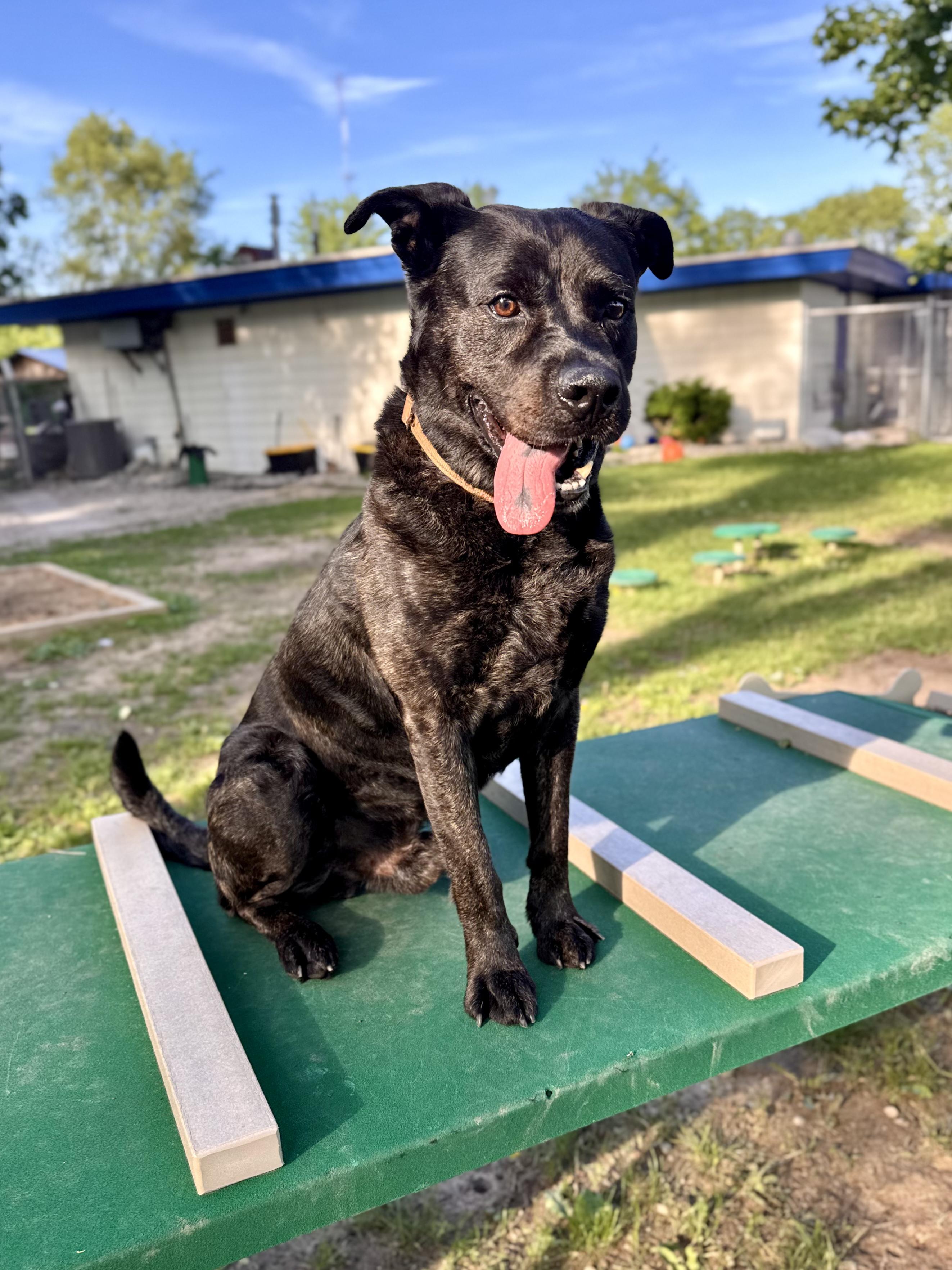 Sampson, ADOPTABLE, Senior Male Mixed Breed.