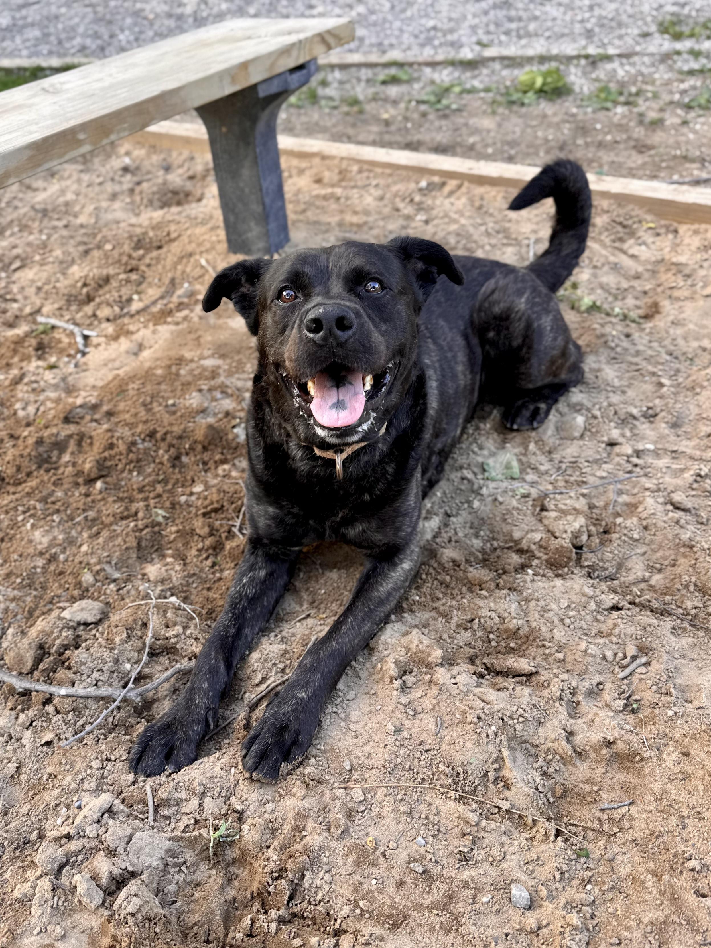 Enlarge Sampson, a ADOPTABLE Mixed Breed in Midland, MI image 6/6