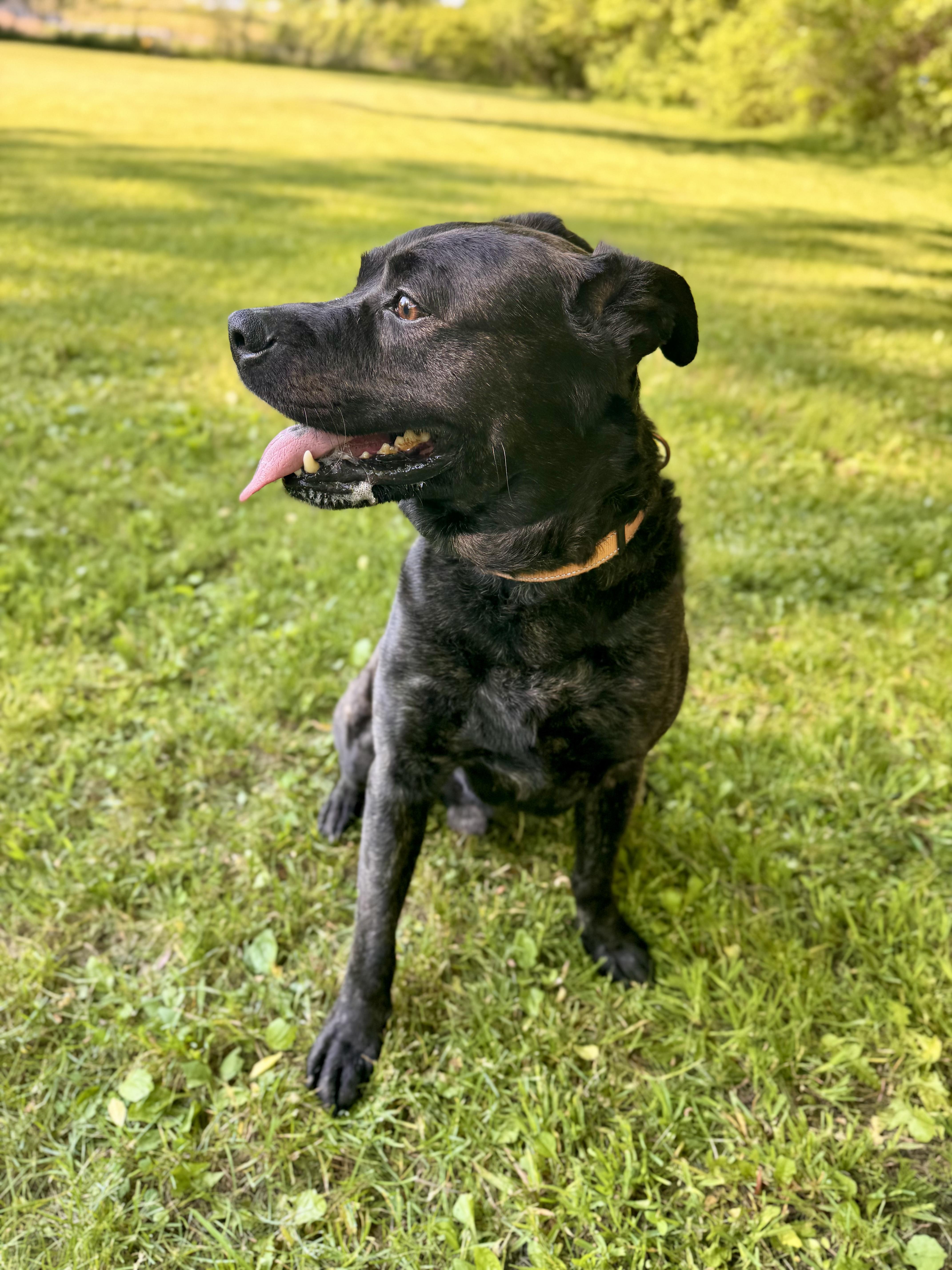 Enlarge Sampson, a ADOPTABLE Mixed Breed in Midland, MI image 2/6