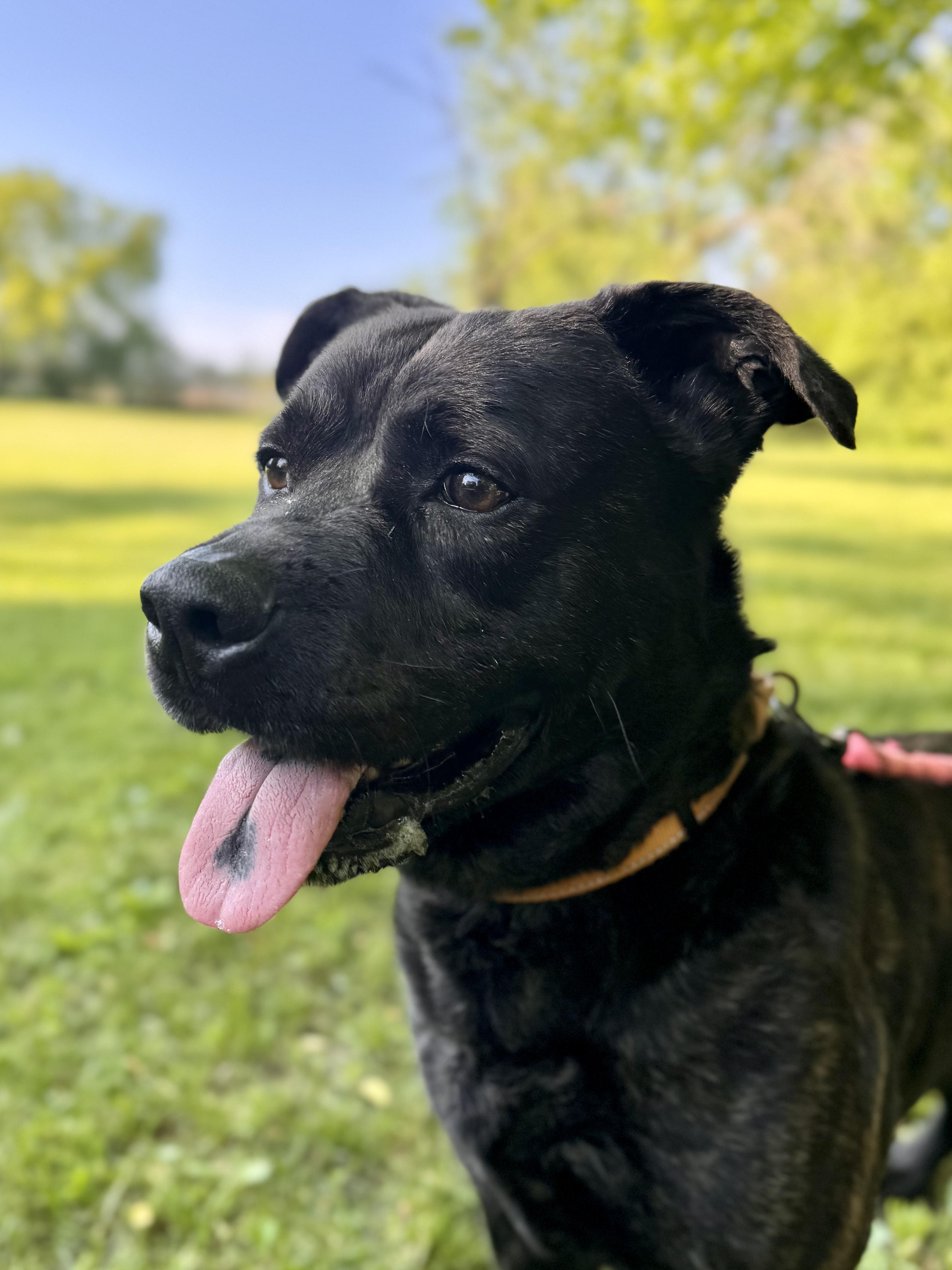 Enlarge Sampson, a ADOPTABLE Mixed Breed in Midland, MI image 3/6