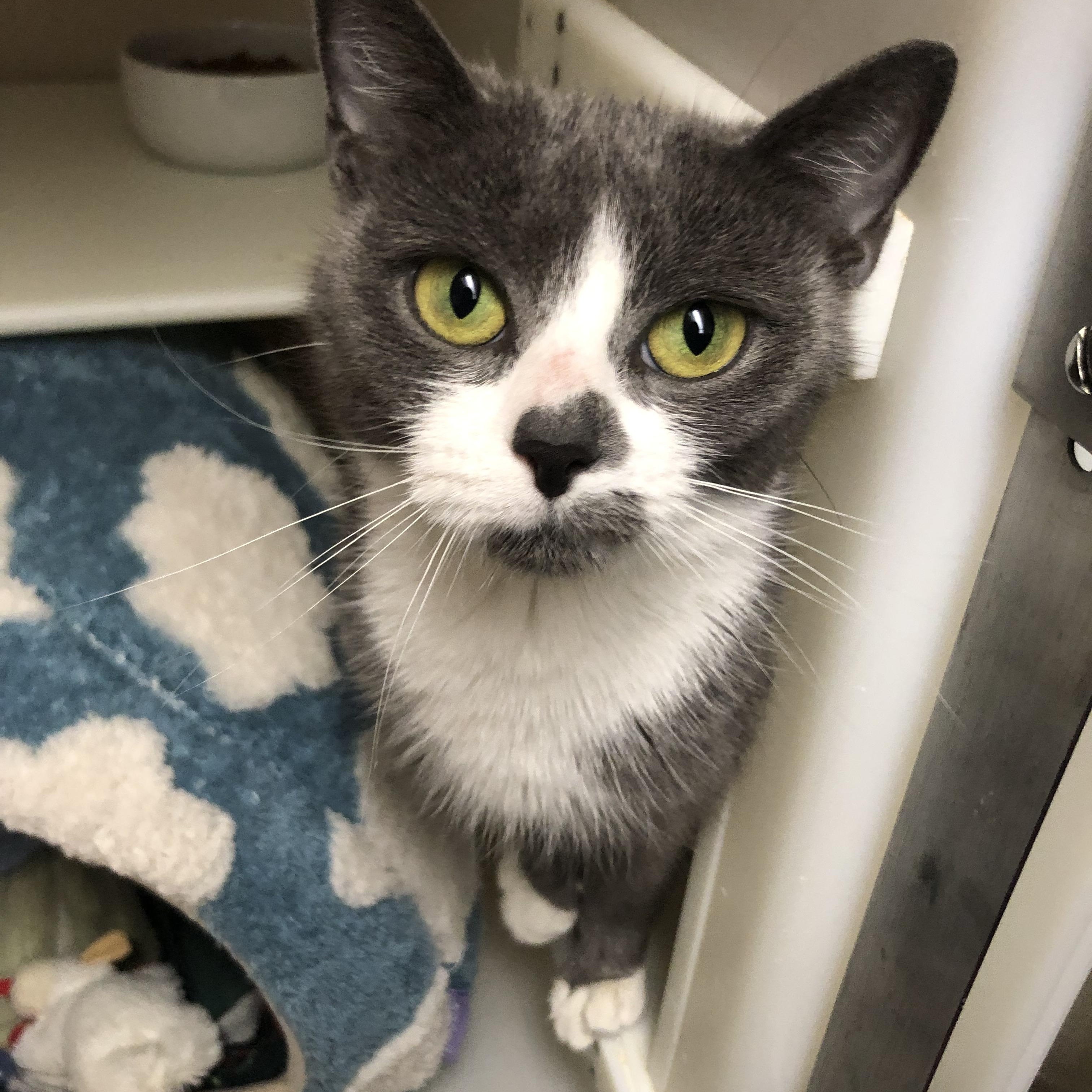 Ms. Frizzle, ADOPTABLE, Adult Female Domestic Short Hair.