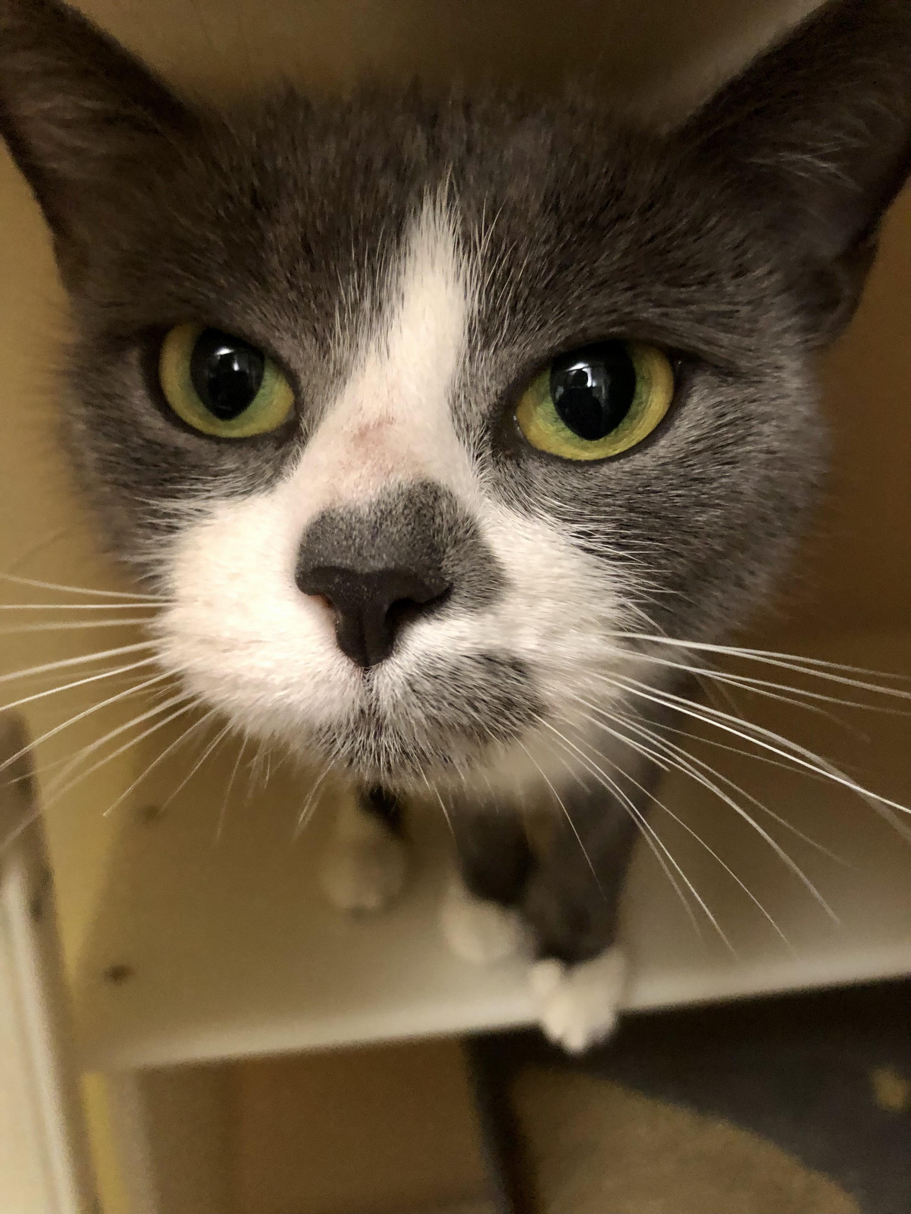 Enlarge Ms. Frizzle, a ADOPTABLE Domestic Short Hair in Salisbury, MA image 5/6