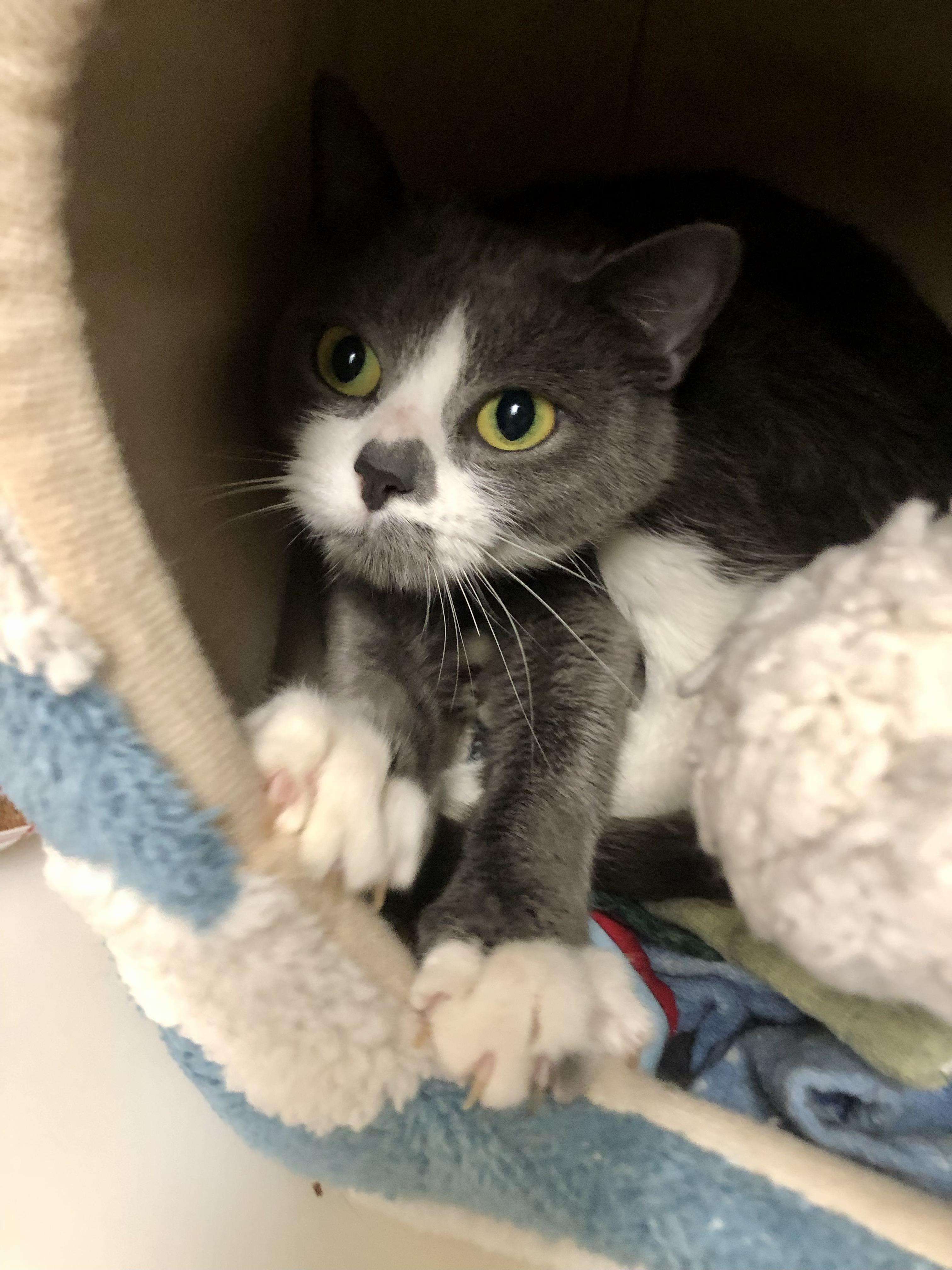 Enlarge Ms. Frizzle, a ADOPTABLE Domestic Short Hair in Salisbury, MA image 6/6