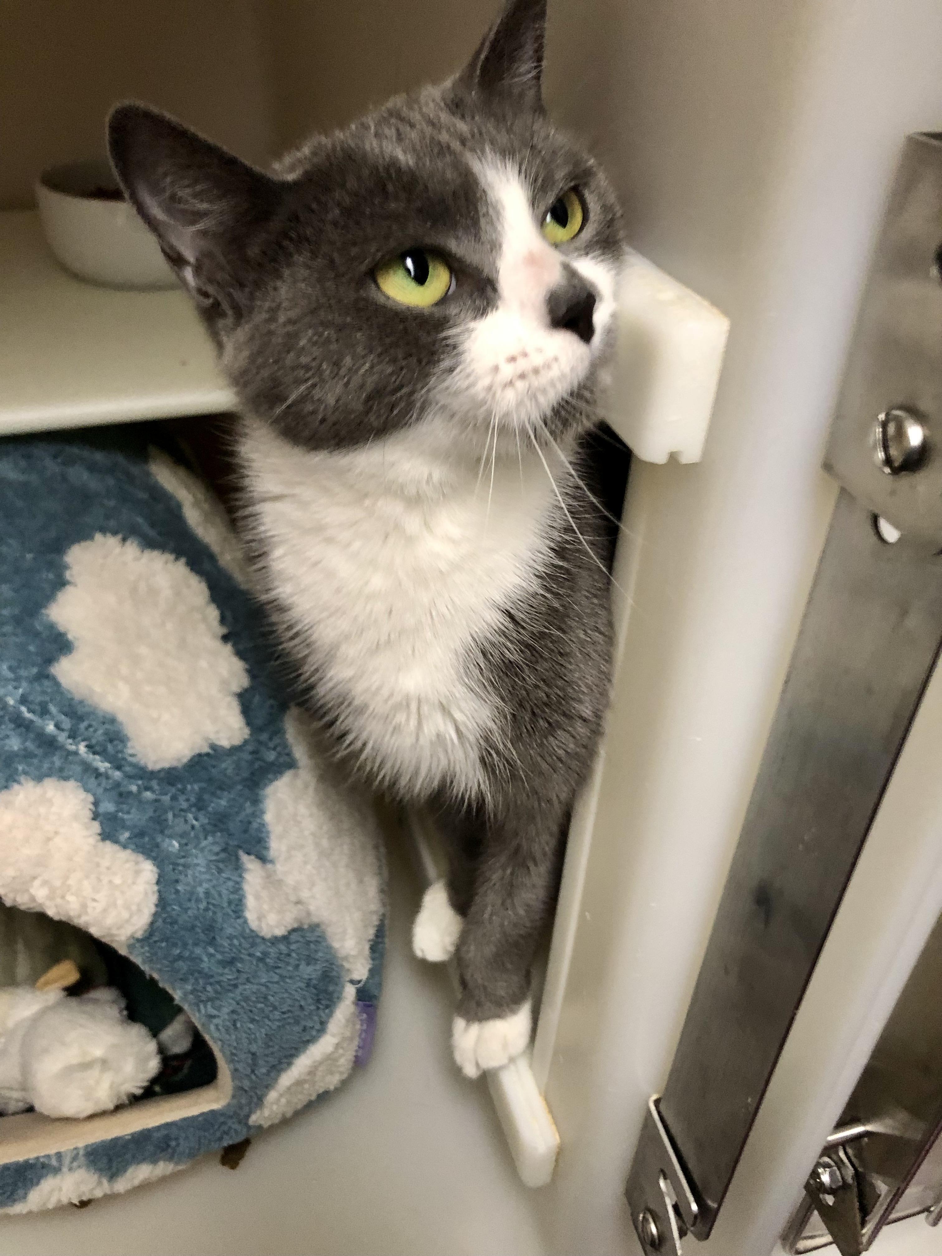 Enlarge Ms. Frizzle, a ADOPTABLE Domestic Short Hair in Salisbury, MA image 2/6