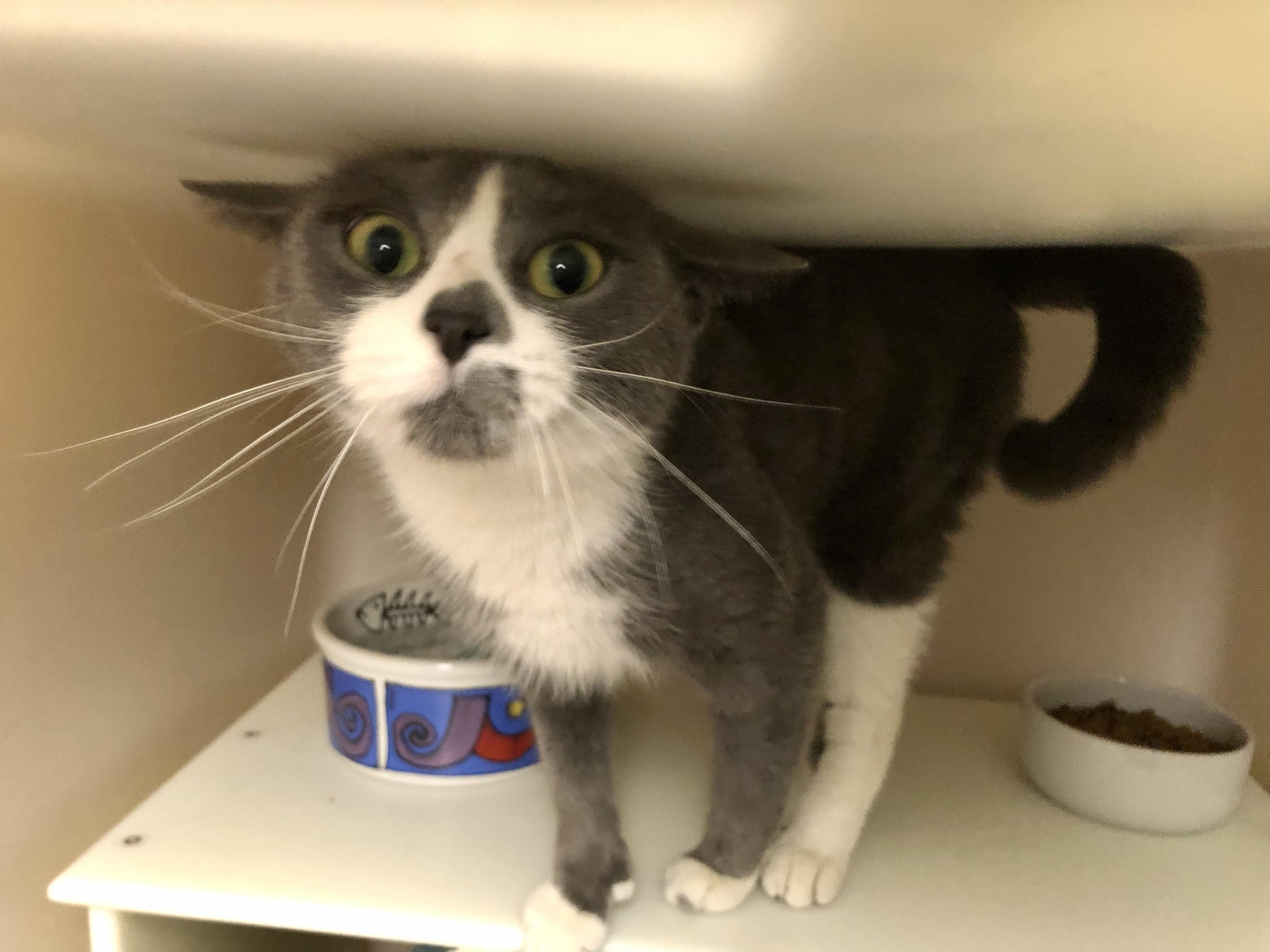 Enlarge Ms. Frizzle, a ADOPTABLE Domestic Short Hair in Salisbury, MA image 3/6