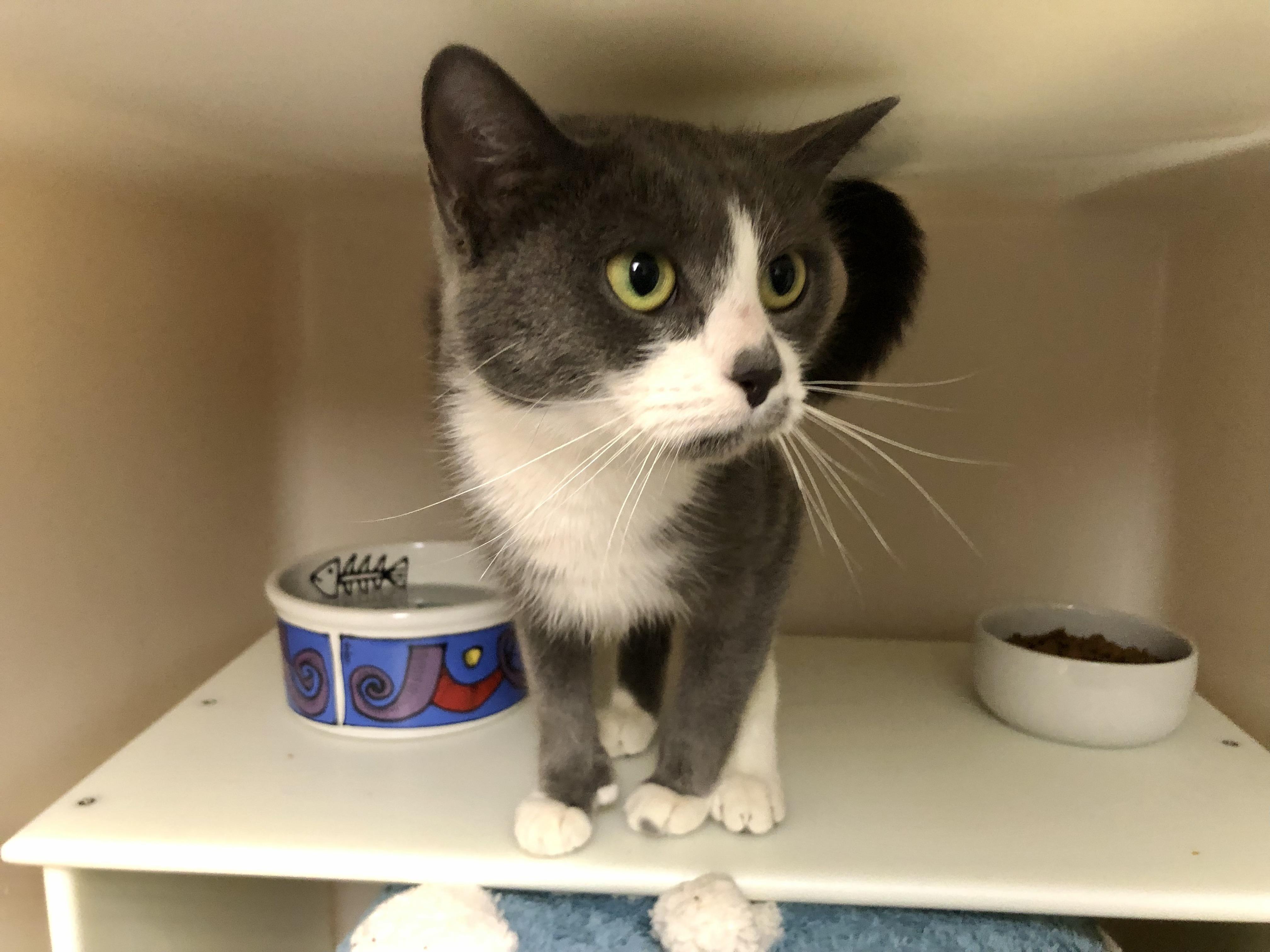 Enlarge Ms. Frizzle, a ADOPTABLE Domestic Short Hair in Salisbury, MA image 4/6