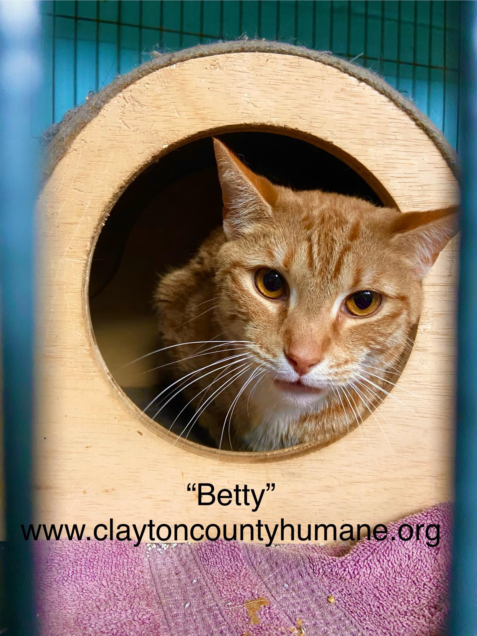 Enlarge Betty, a Adoptable Domestic Short Hair in Jonesboro, GA image 1/1