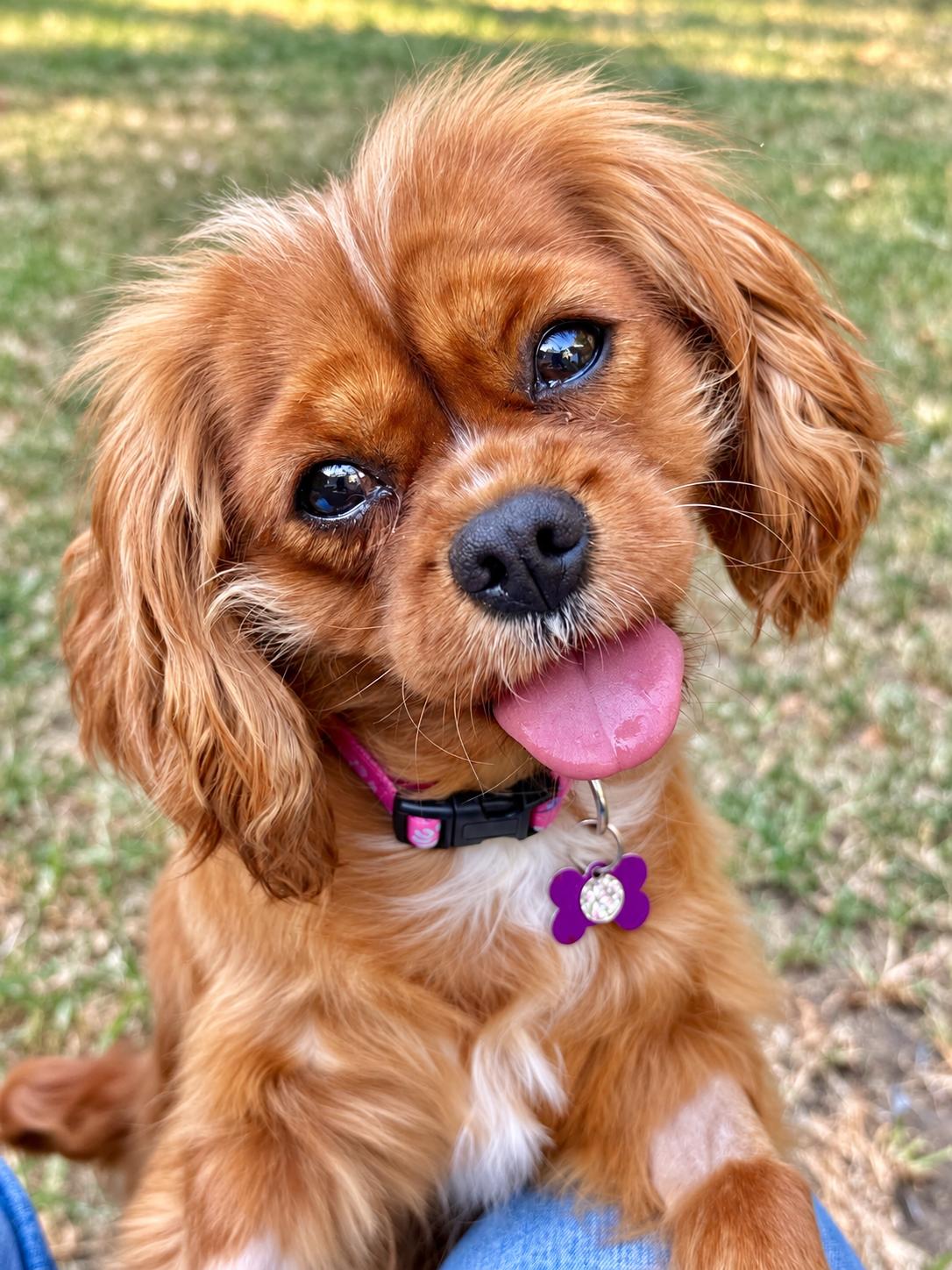 Ida, Adoptable, Adult Female Cavalier King Charles Spaniel.