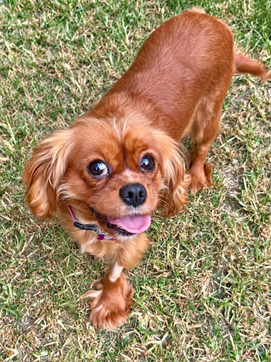 Enlarge Ida, a Adoptable Cavalier King Charles Spaniel in Lee's Summit, MO image 2/3